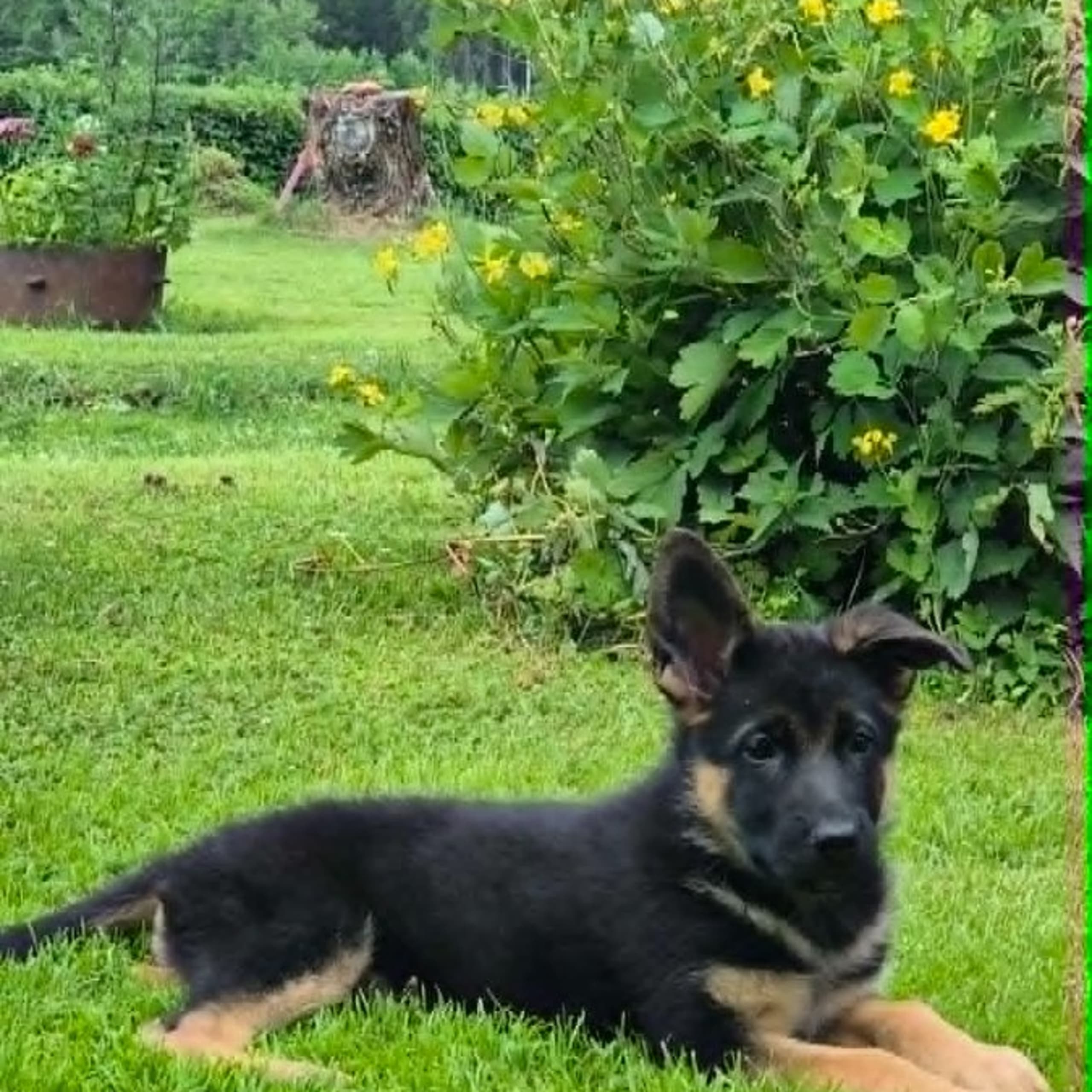 Tysk Schäferhund