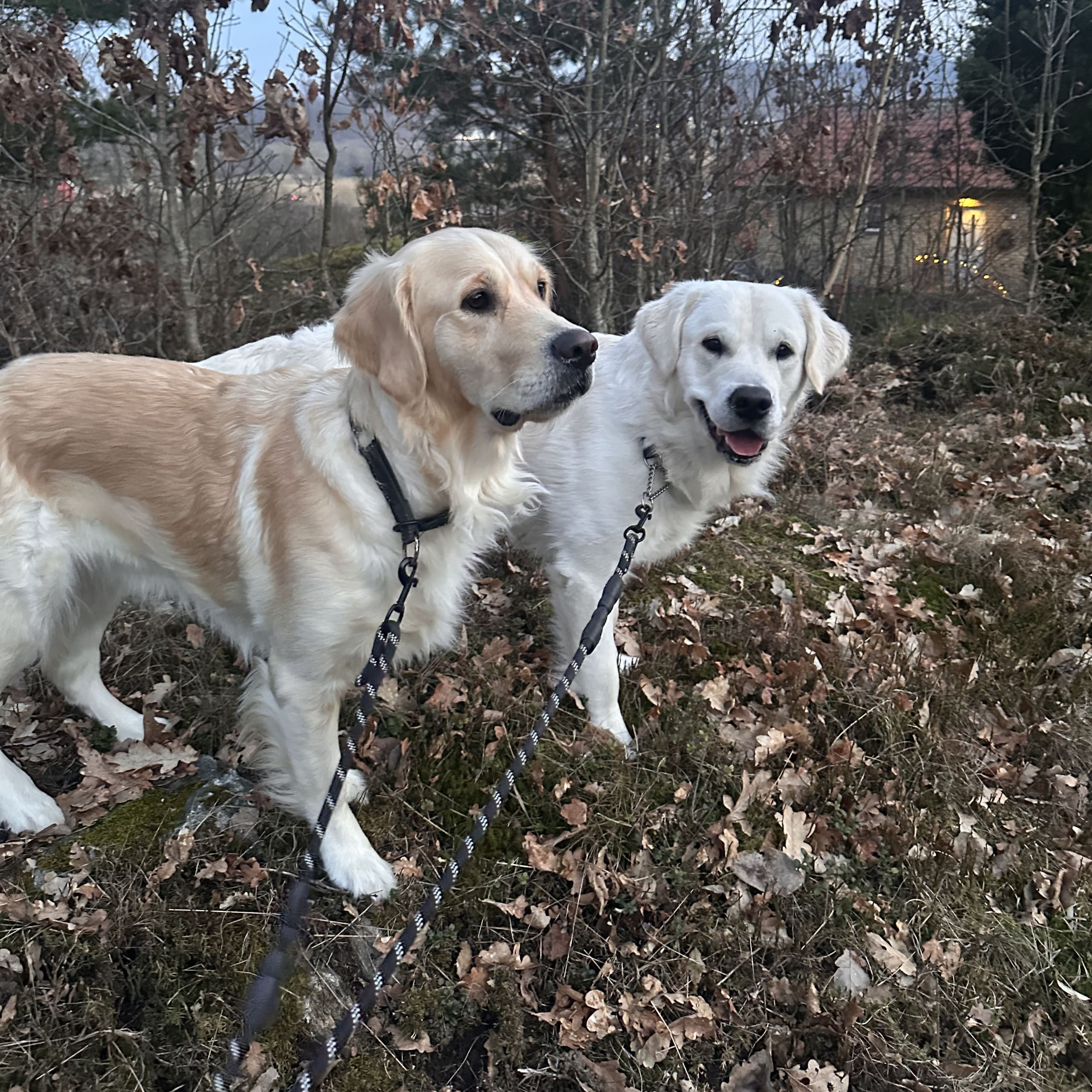 Golden retriever