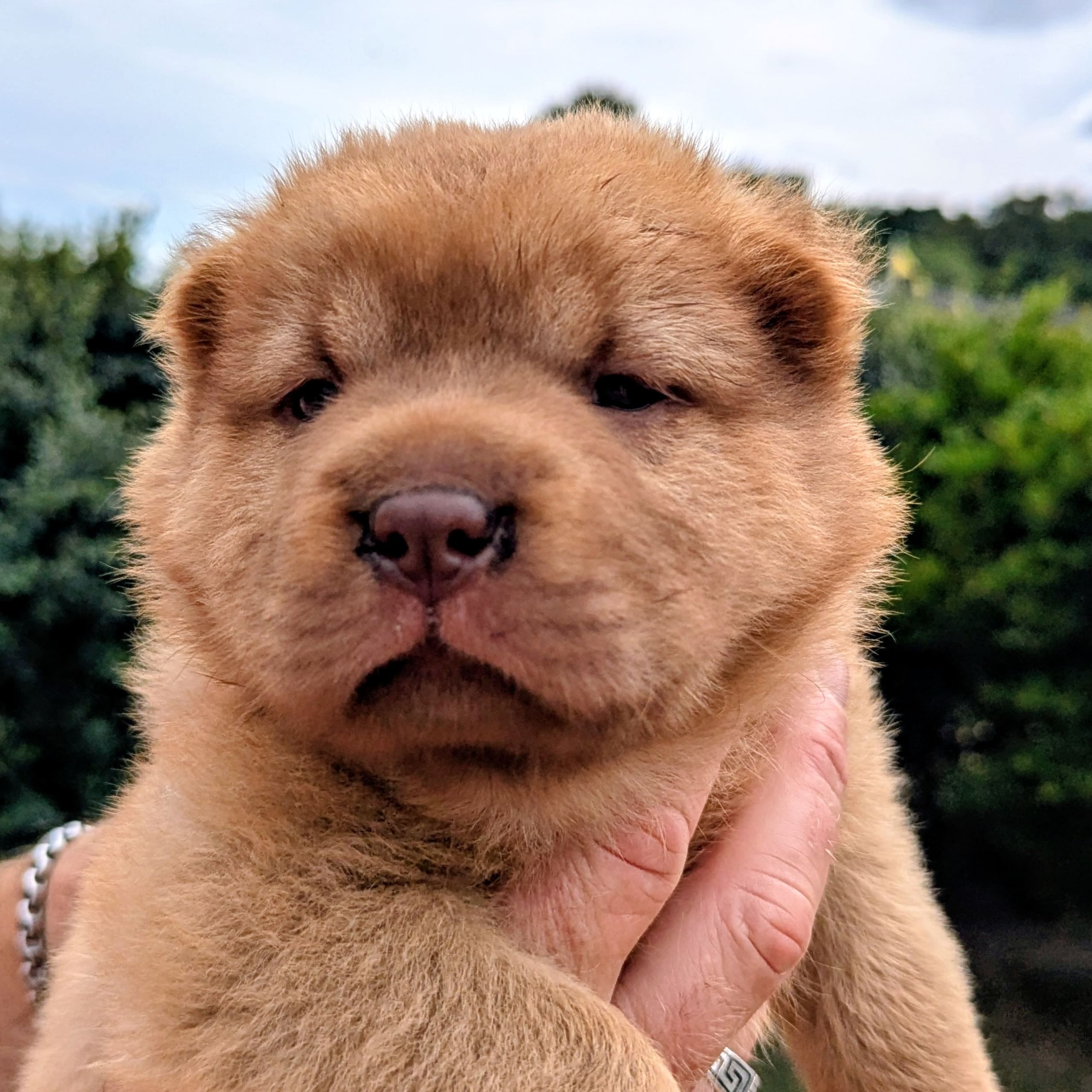 Shar pei