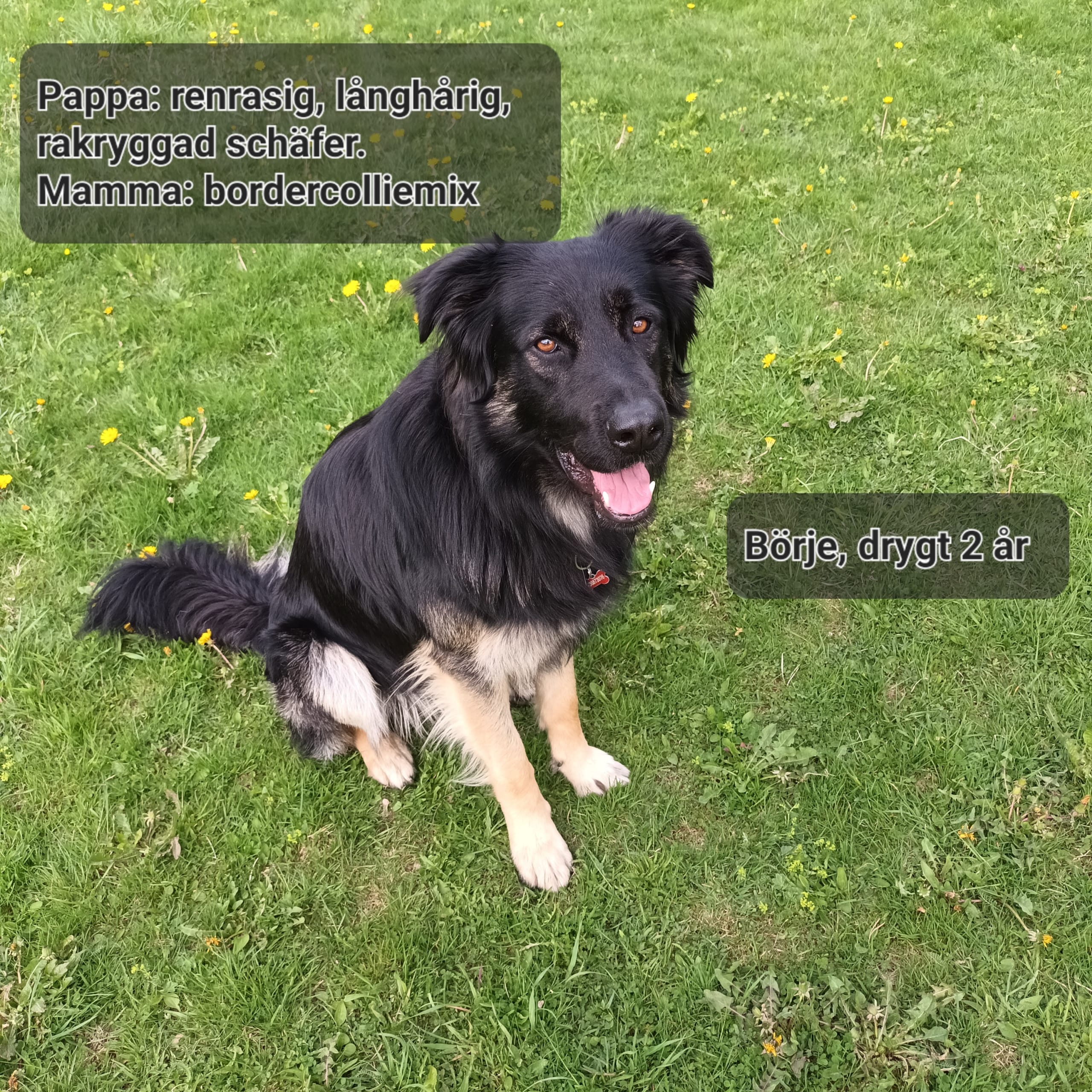 Schäfer/blandis
