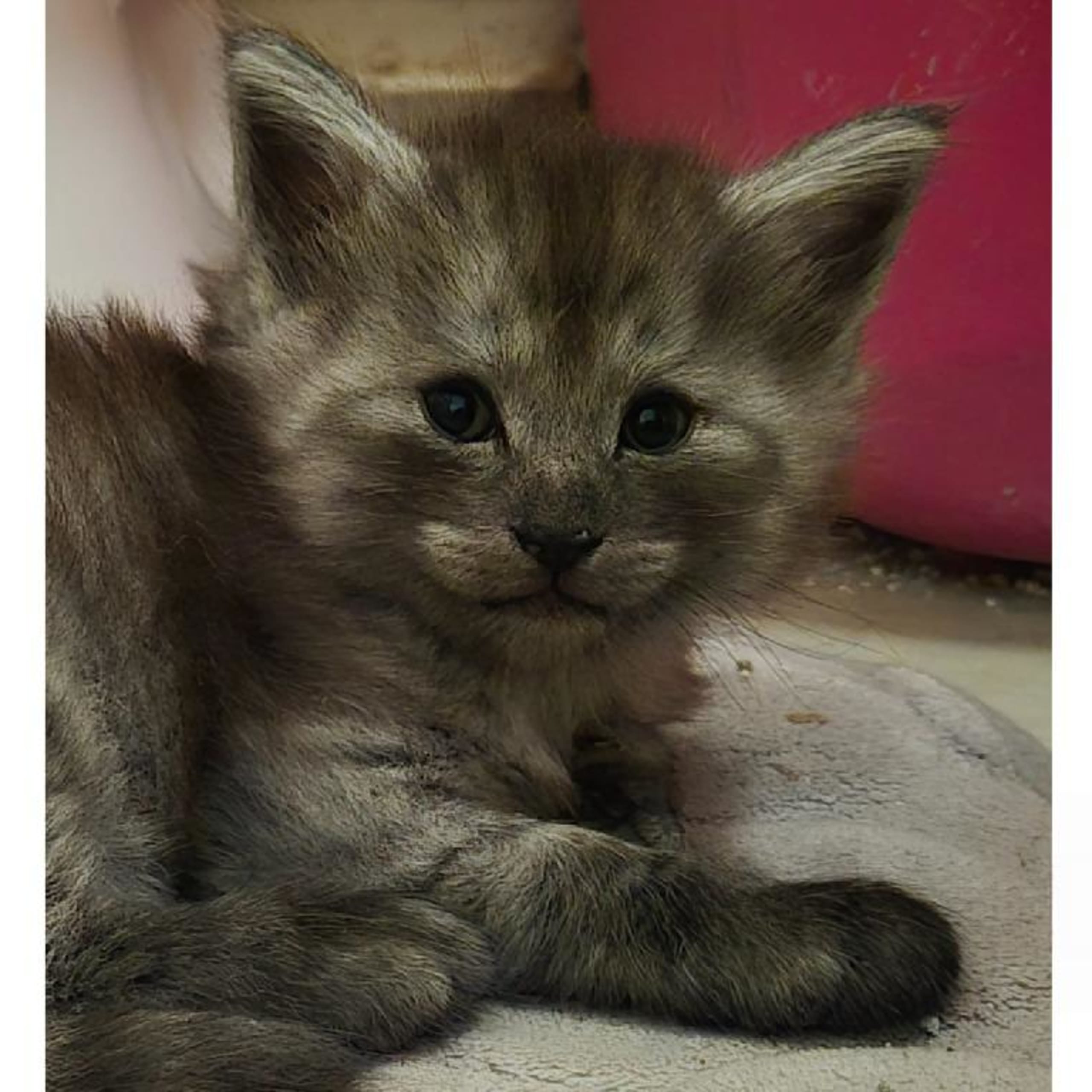 S*Mustela's