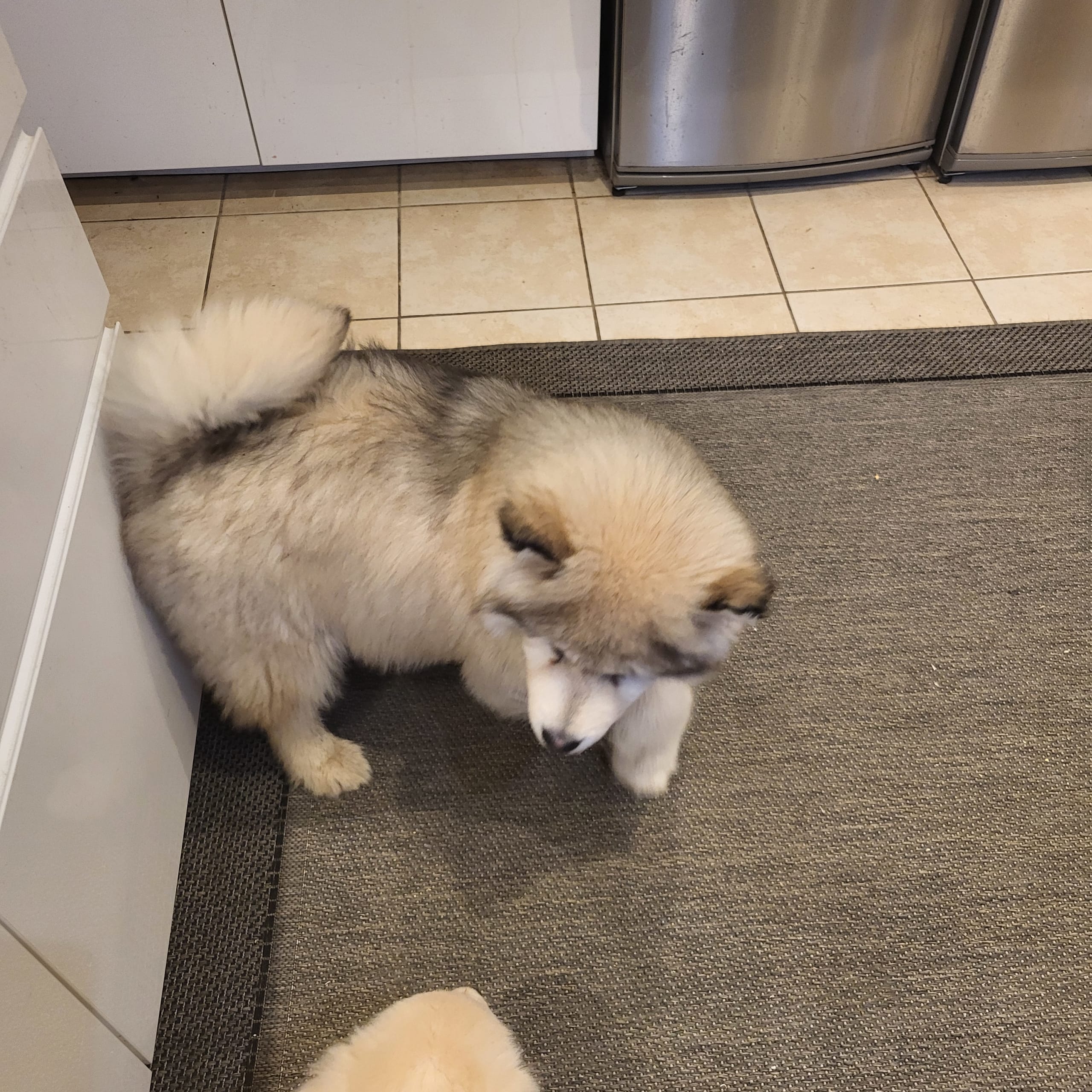 Alaskan malamute