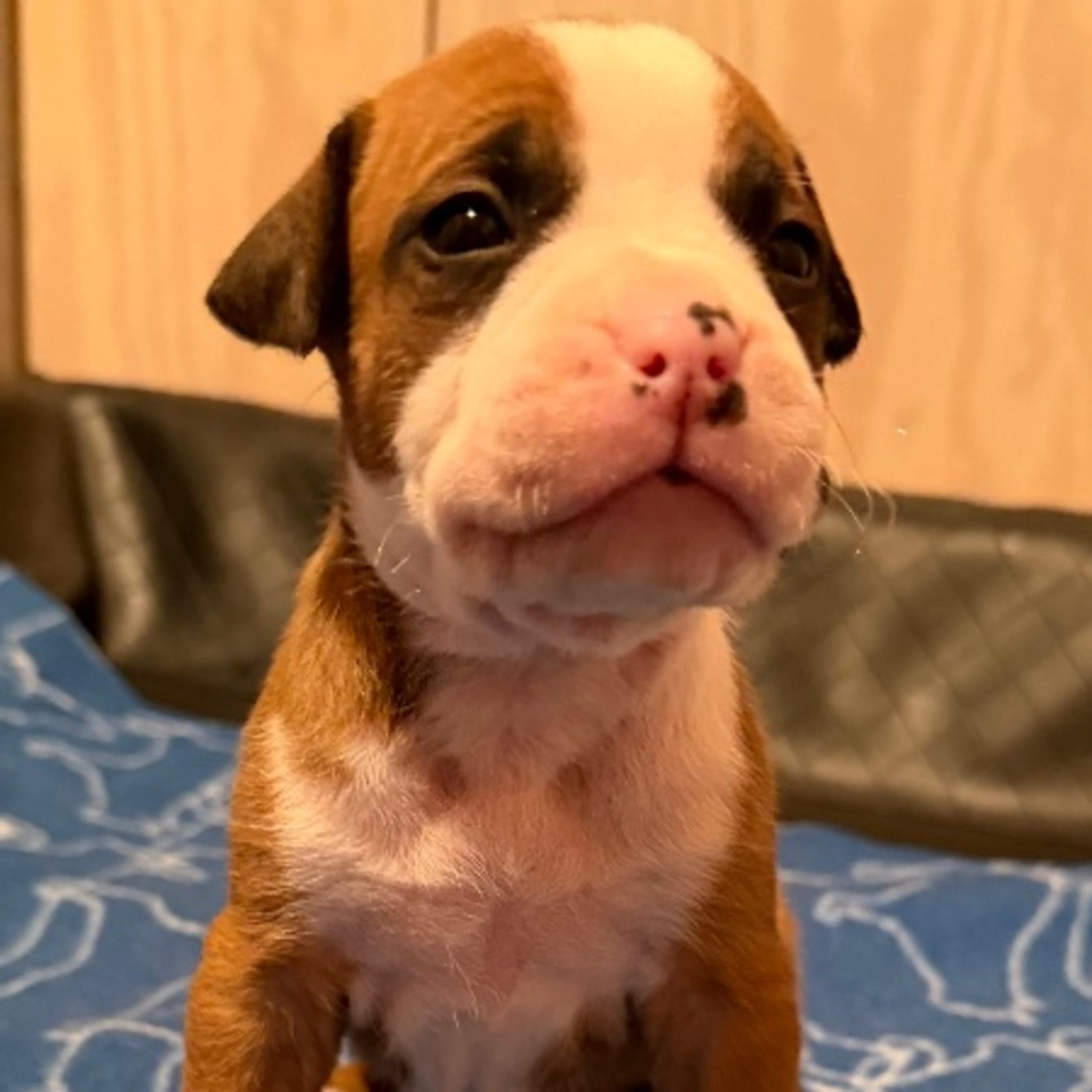 American staffordshire terrier