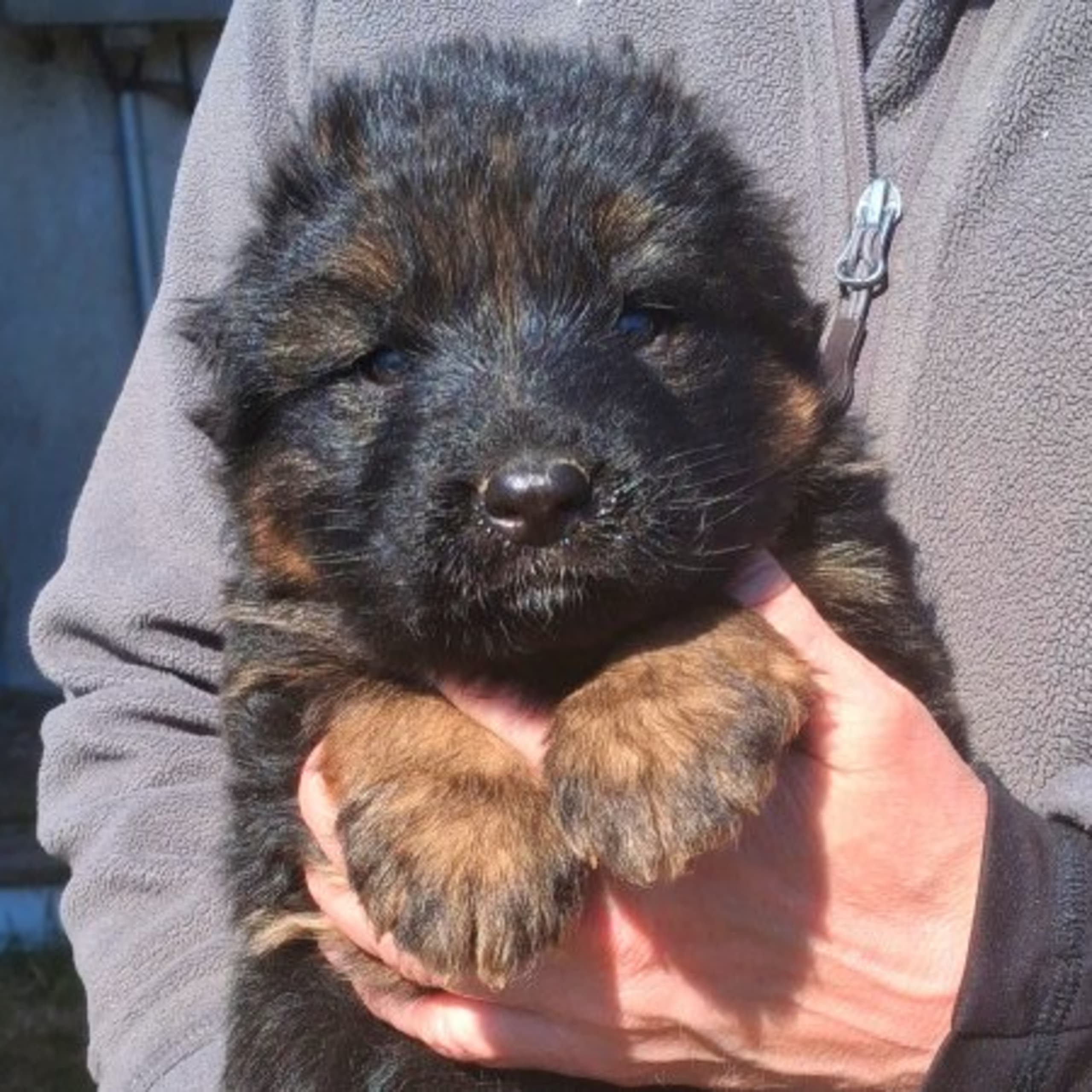 Tysk Schäferhund