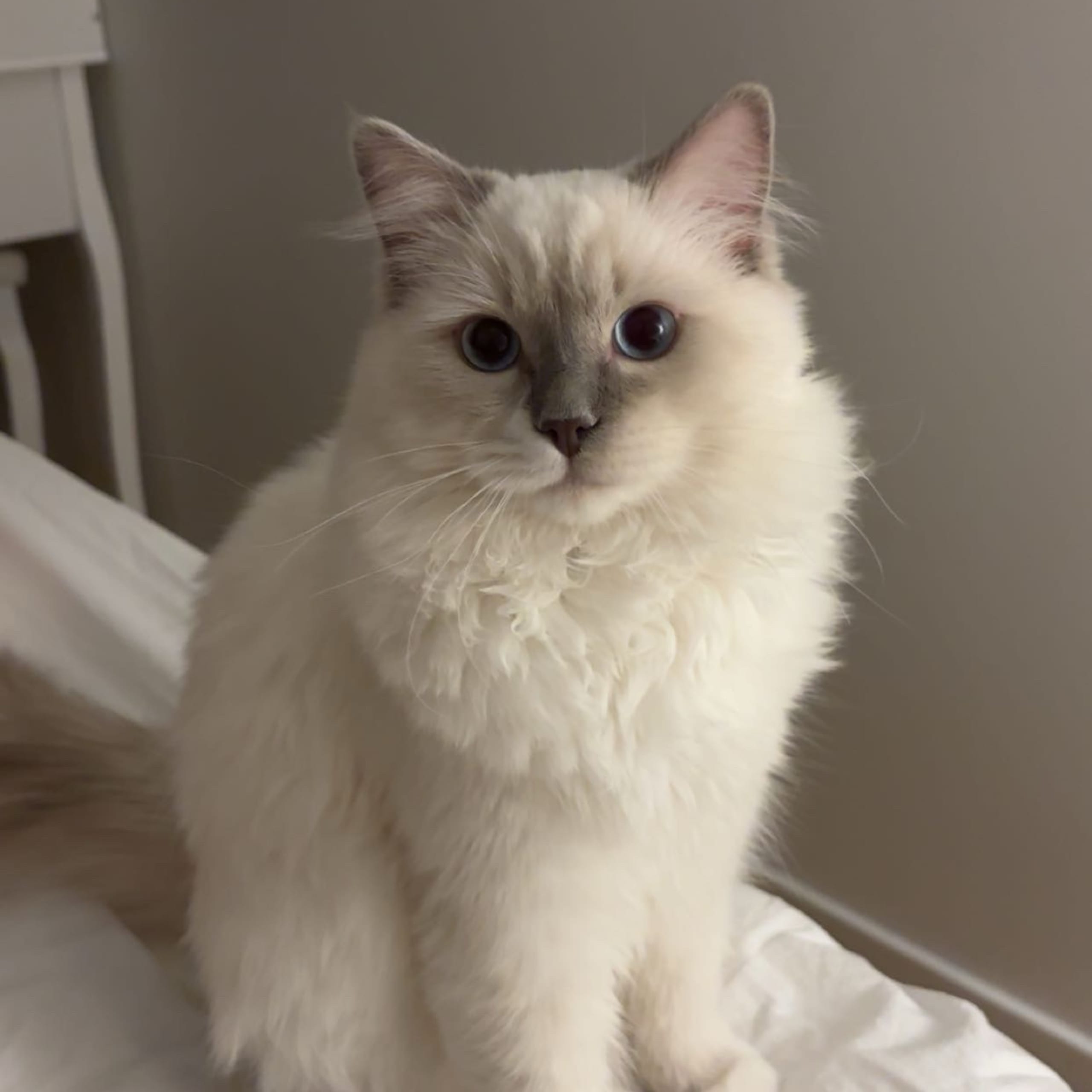 Ragdoll