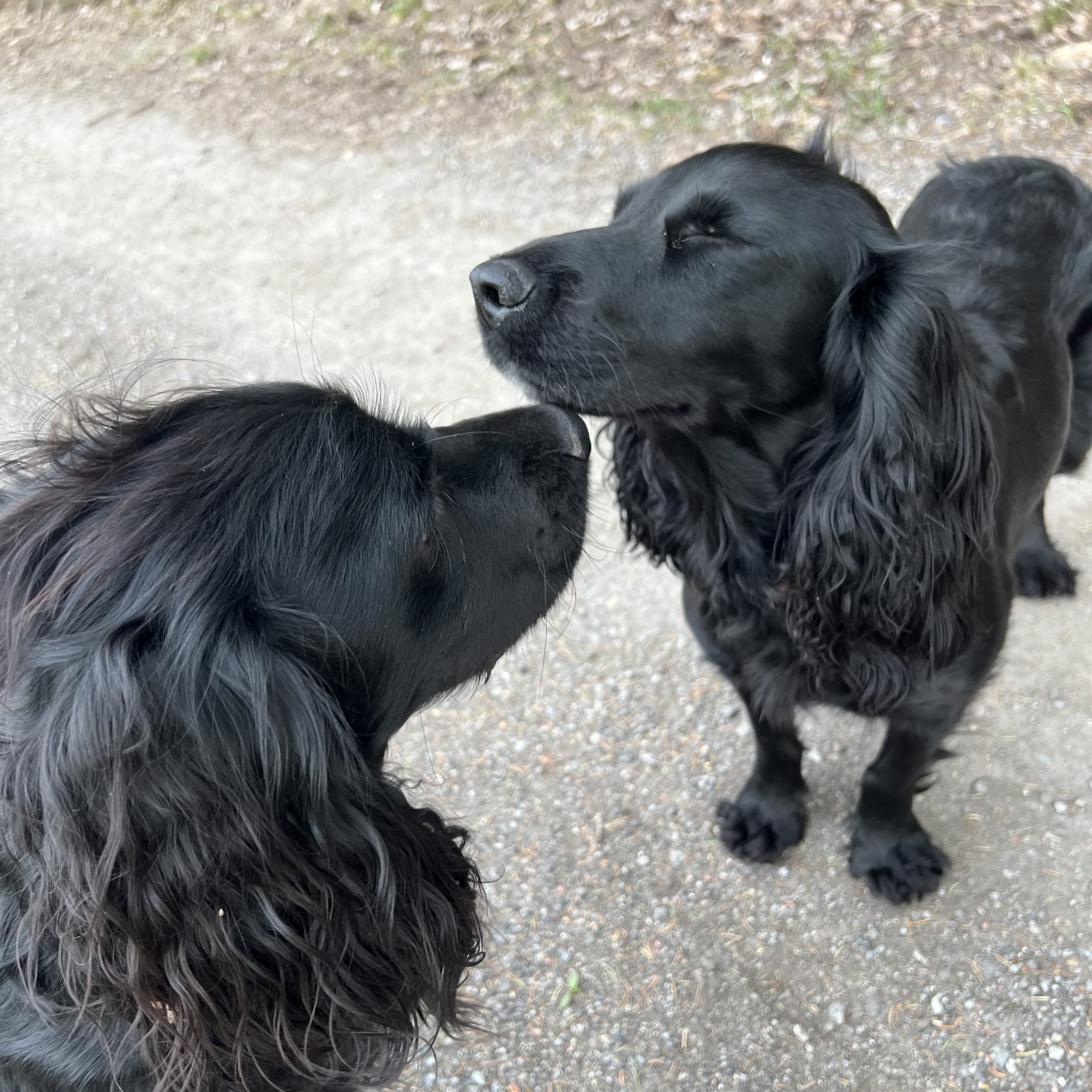 Cocker spaniel