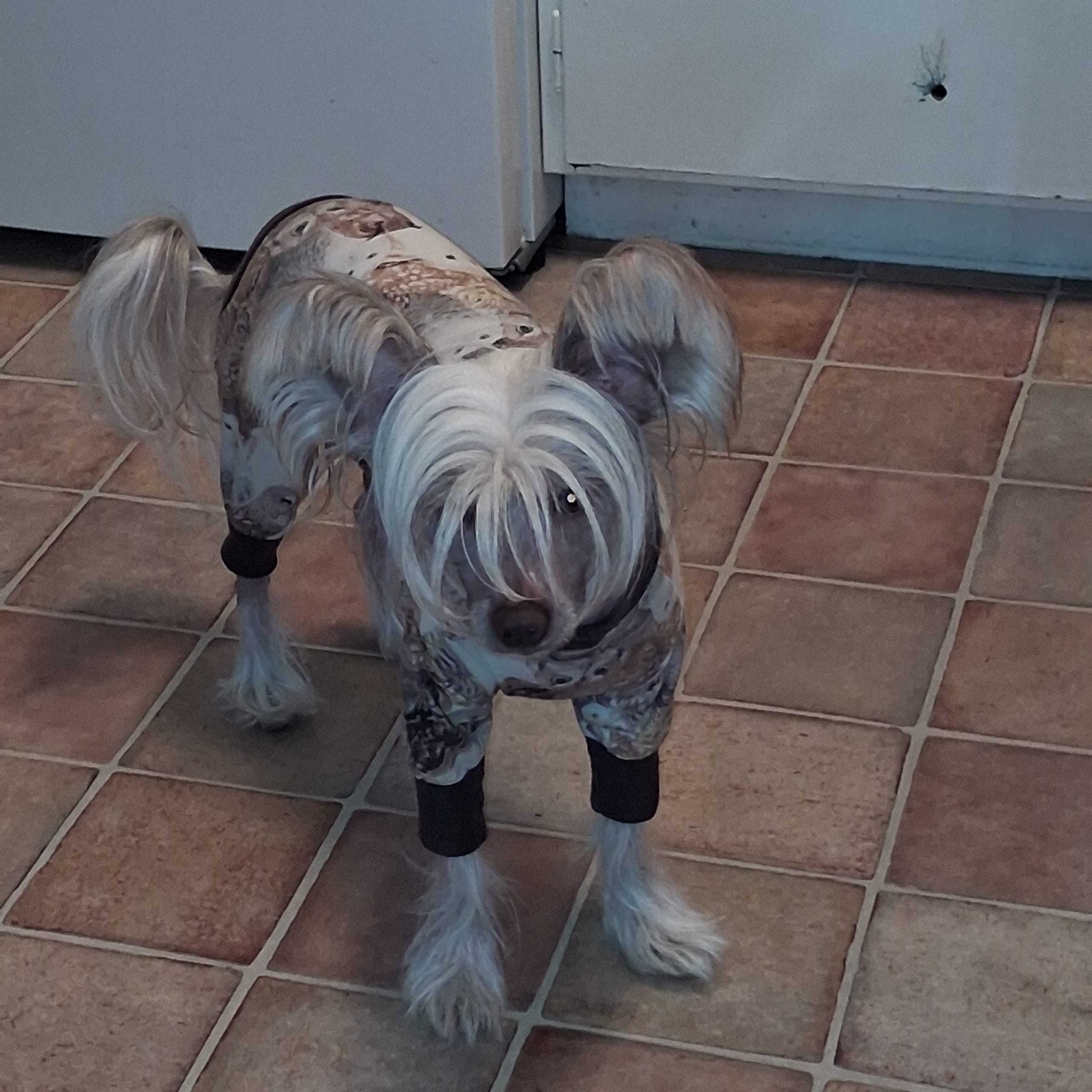 Chinese crested