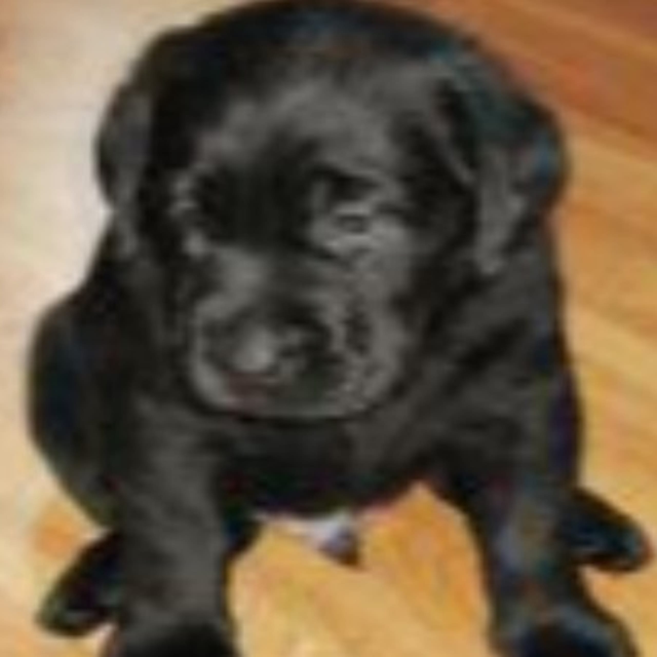 Labrador retriever