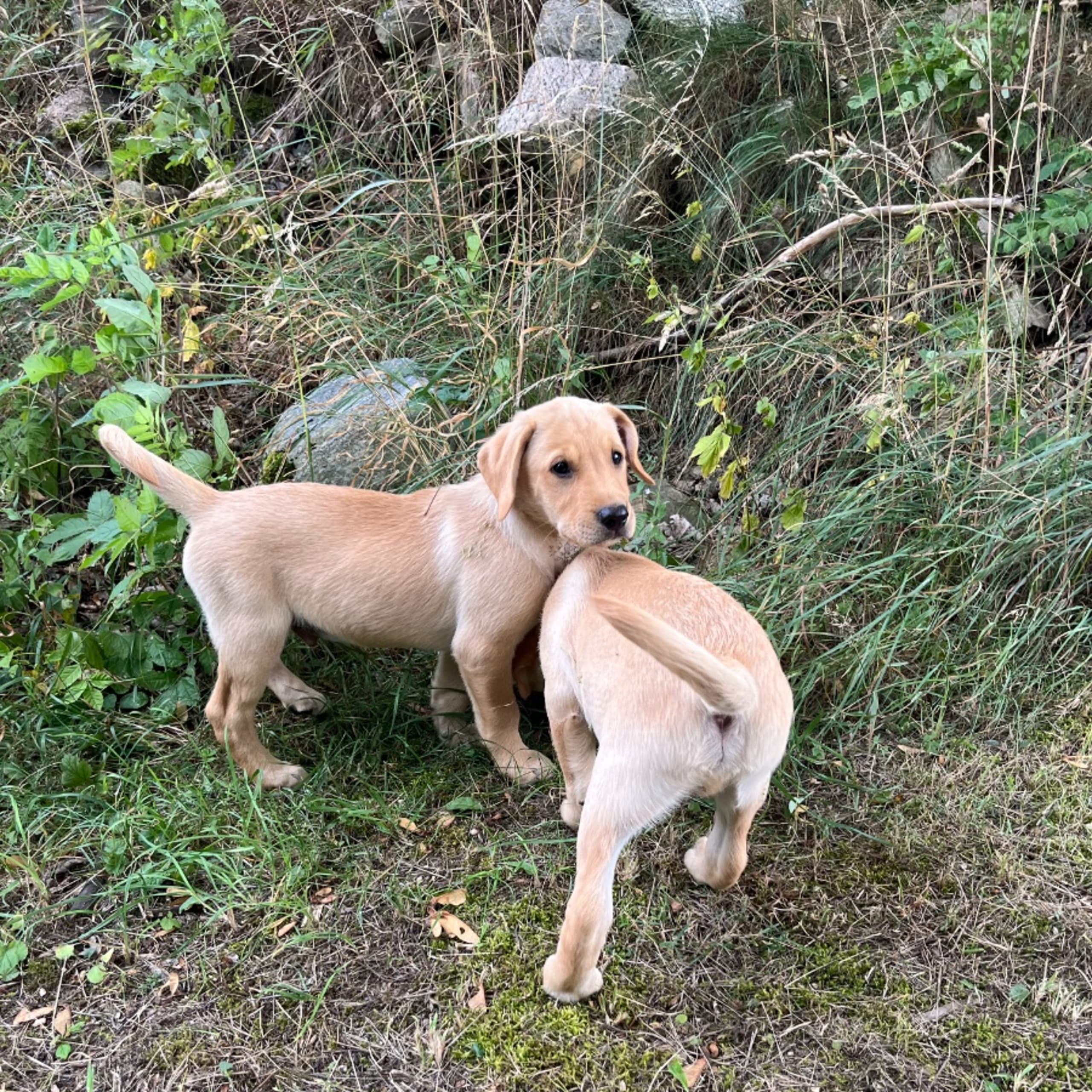 Labrador retriever