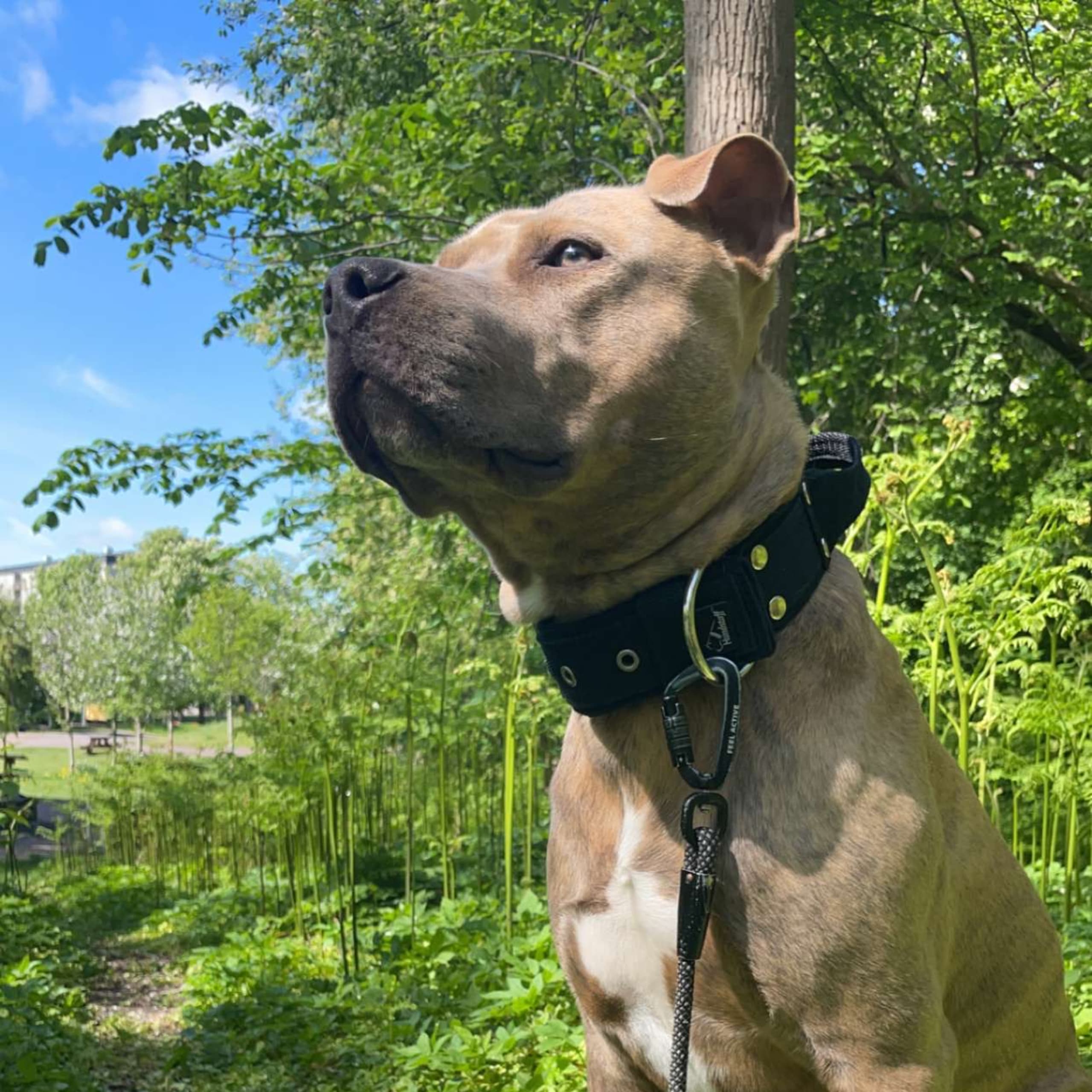 Pitbull/bully