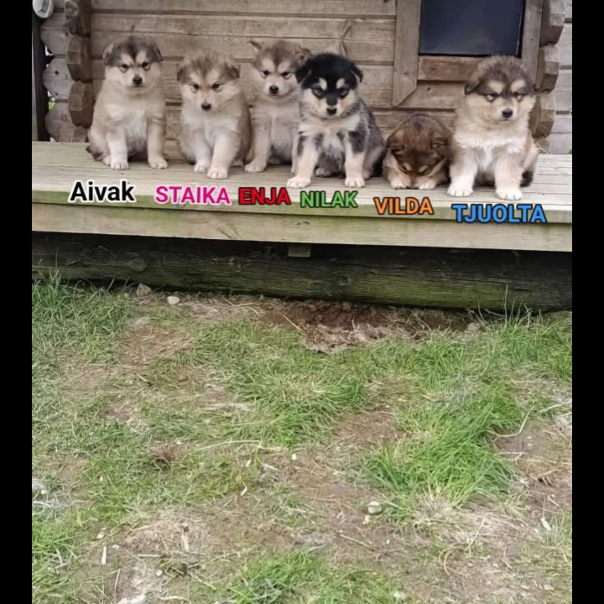Alaskan malamute