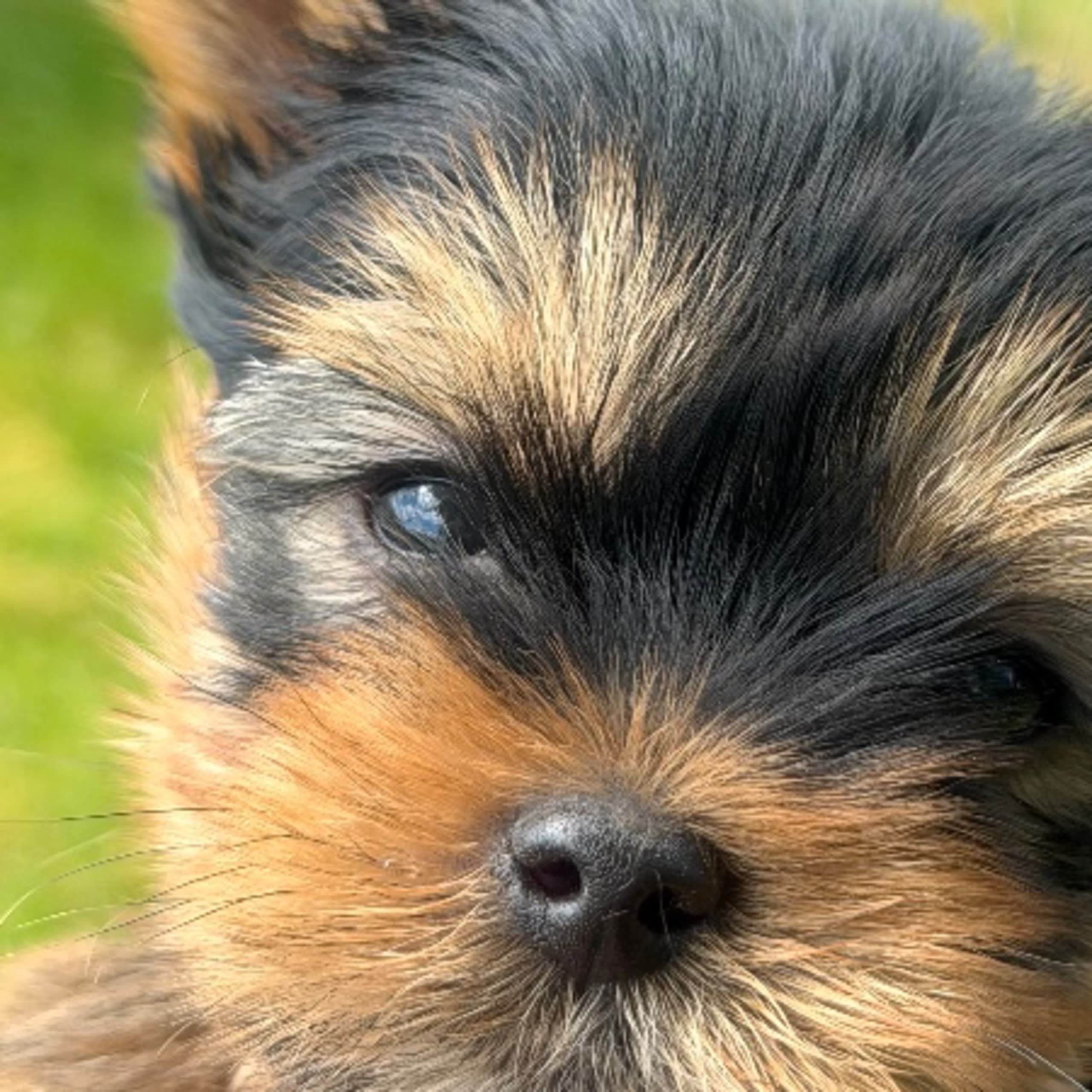 Yorkshire Terrier