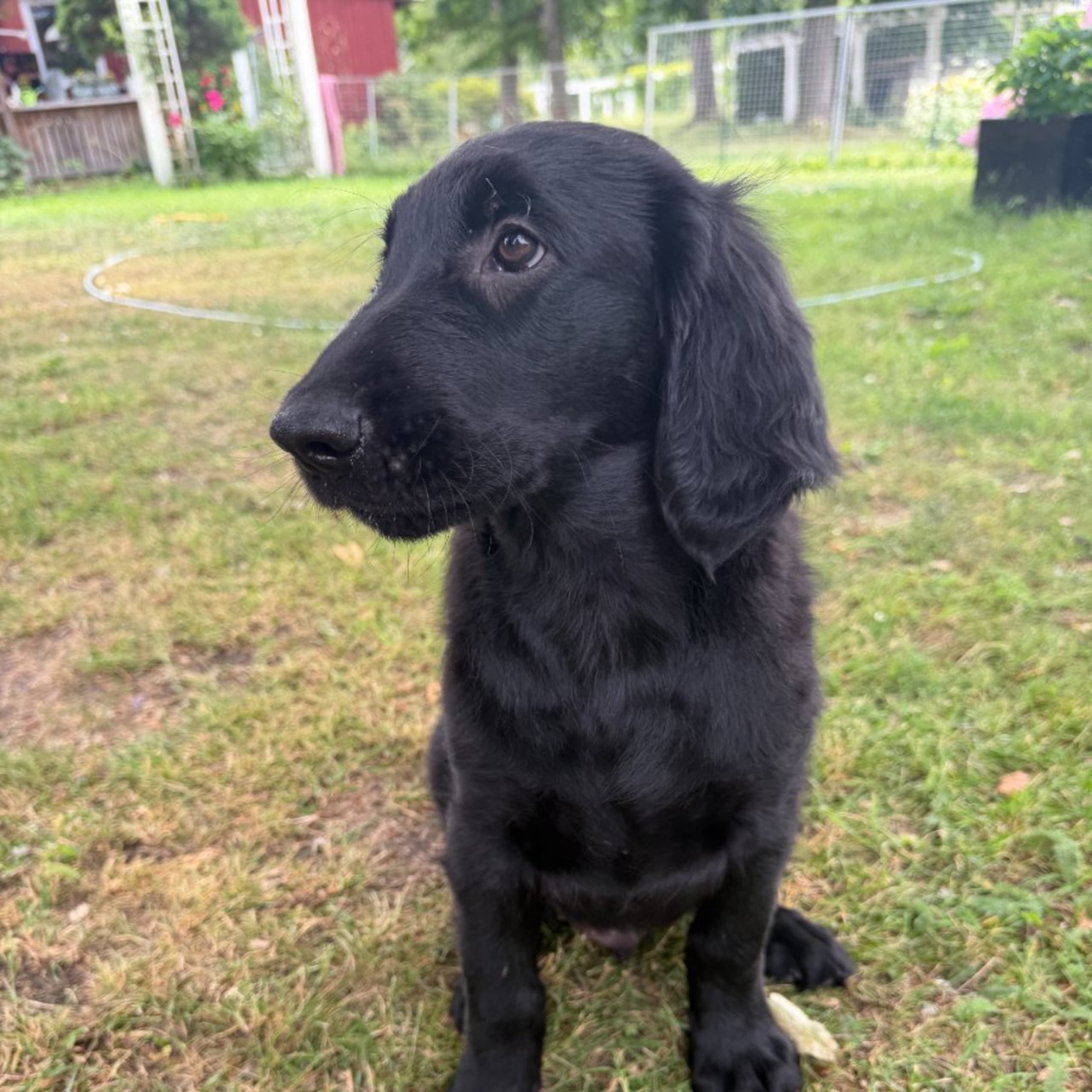 Flatcoated retriever