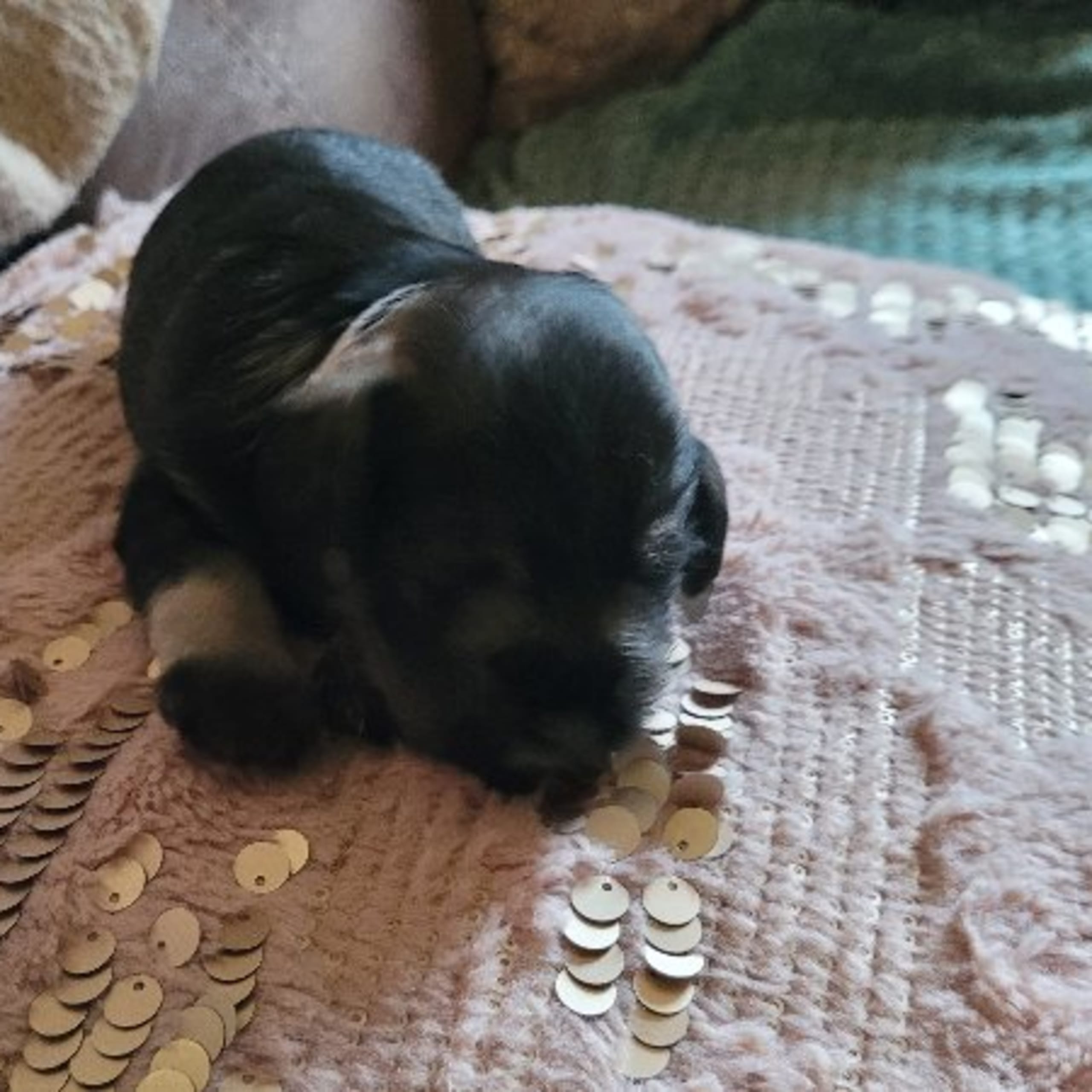 Dvärgschnauzer