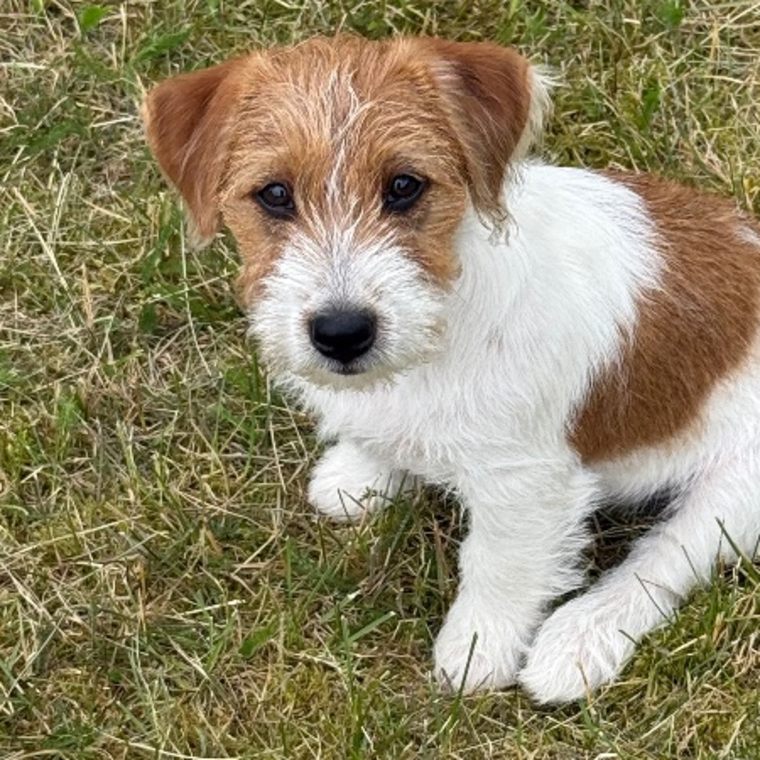 Jack russell terrier
