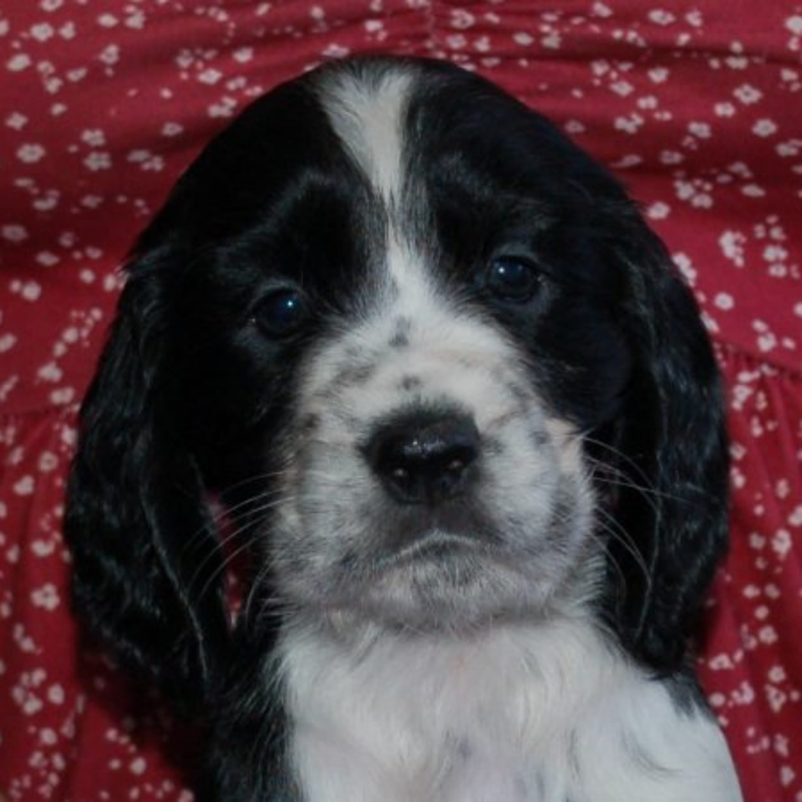 Engelsk springer spaniel