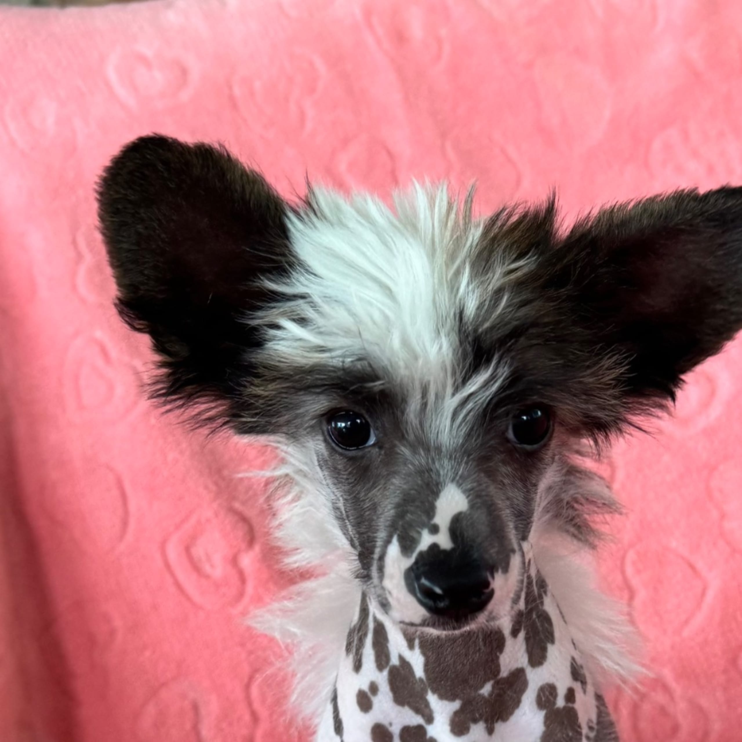 Chinese crested dog