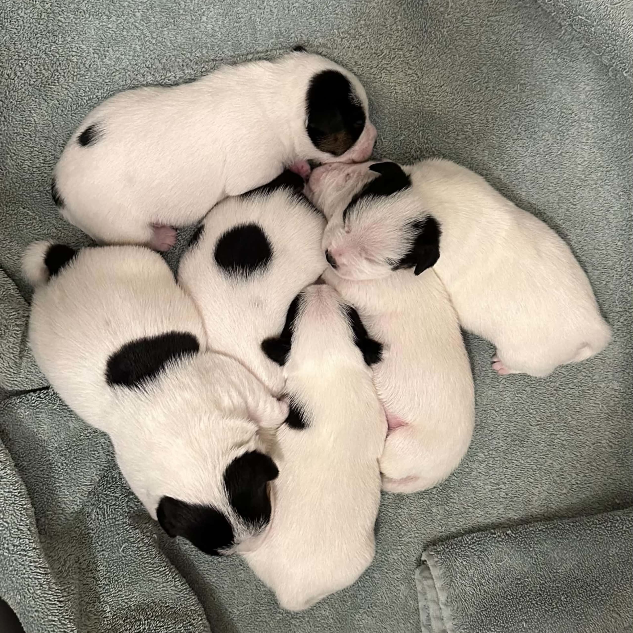 LIMELIGHT Kennels