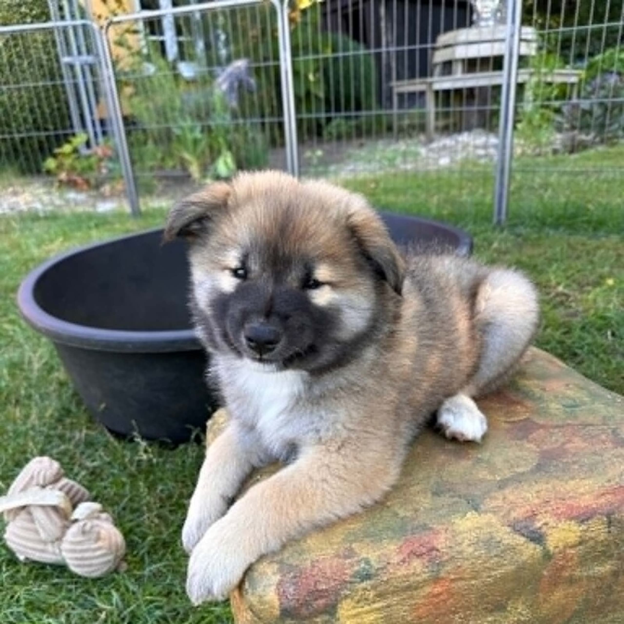 Islands Fårehund