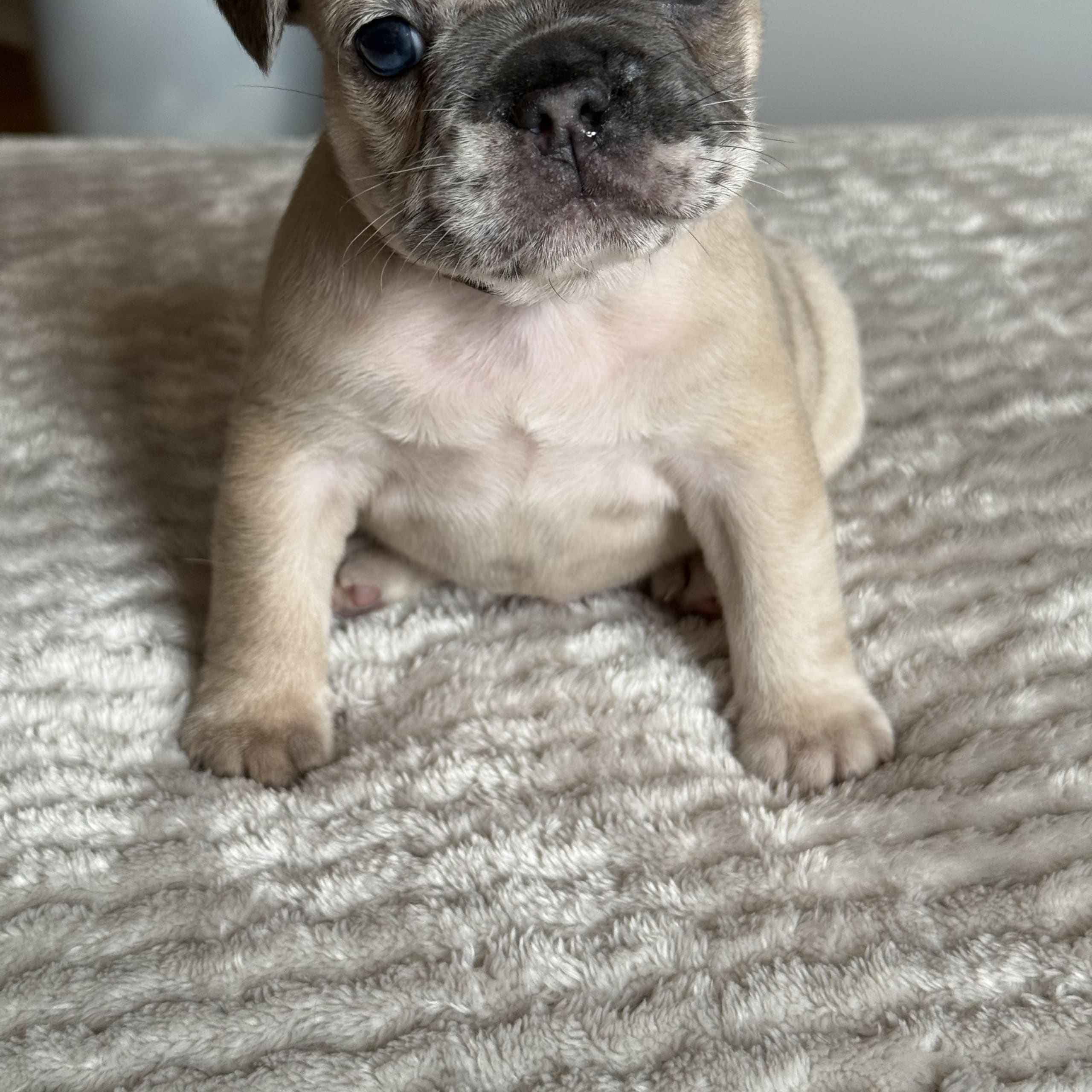 Fransk bulldogg