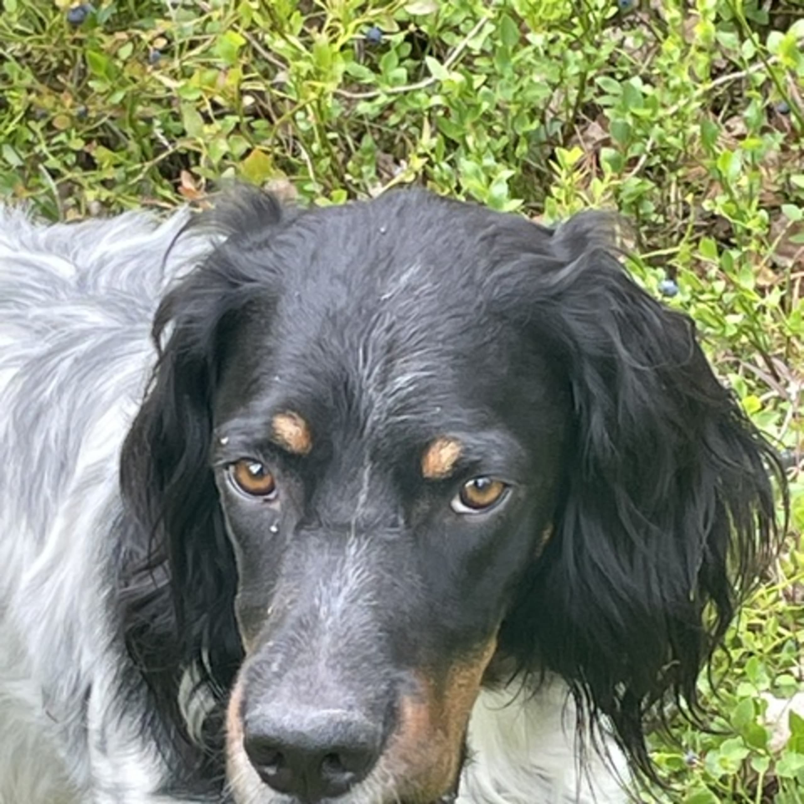 Engelsk setter
