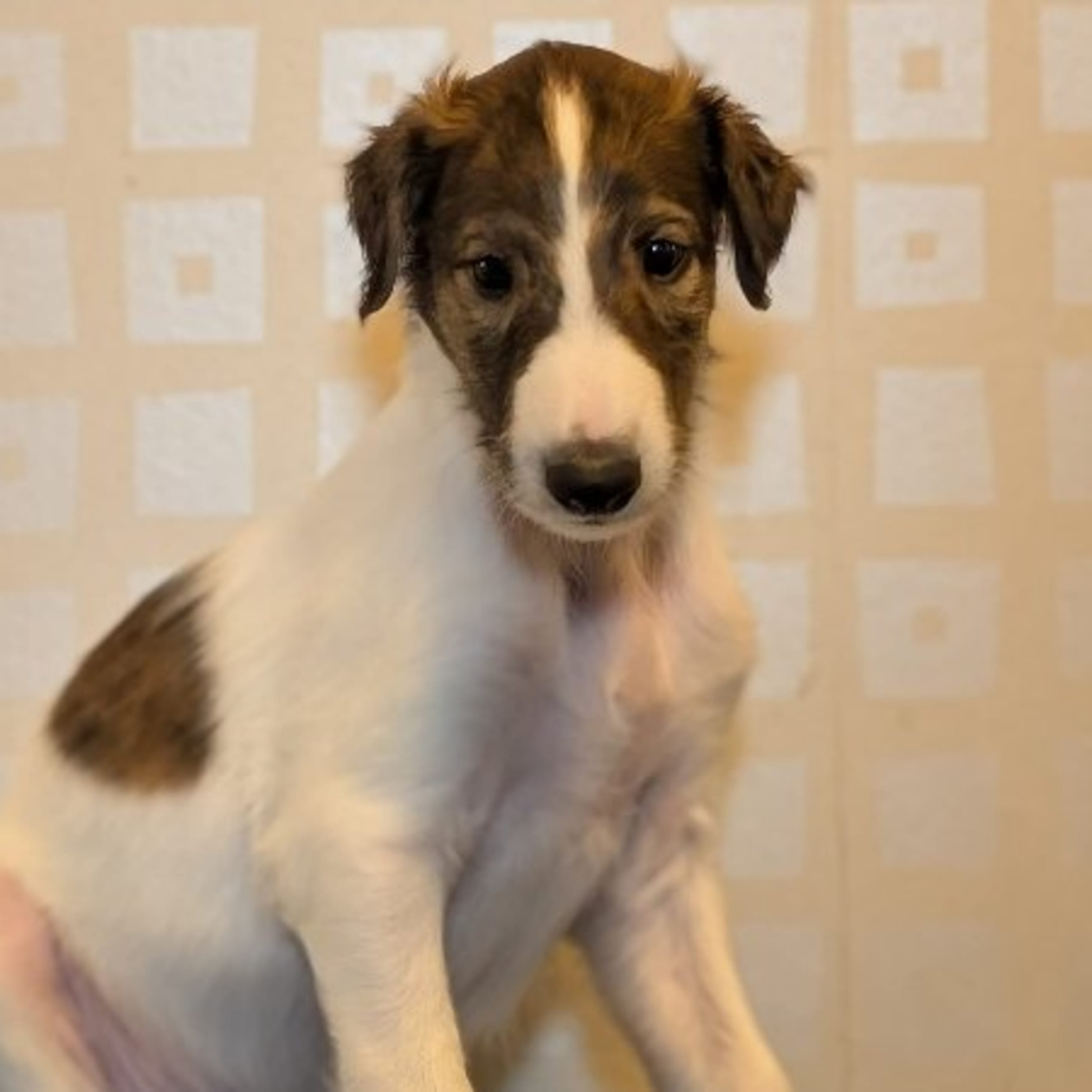 Borzoi