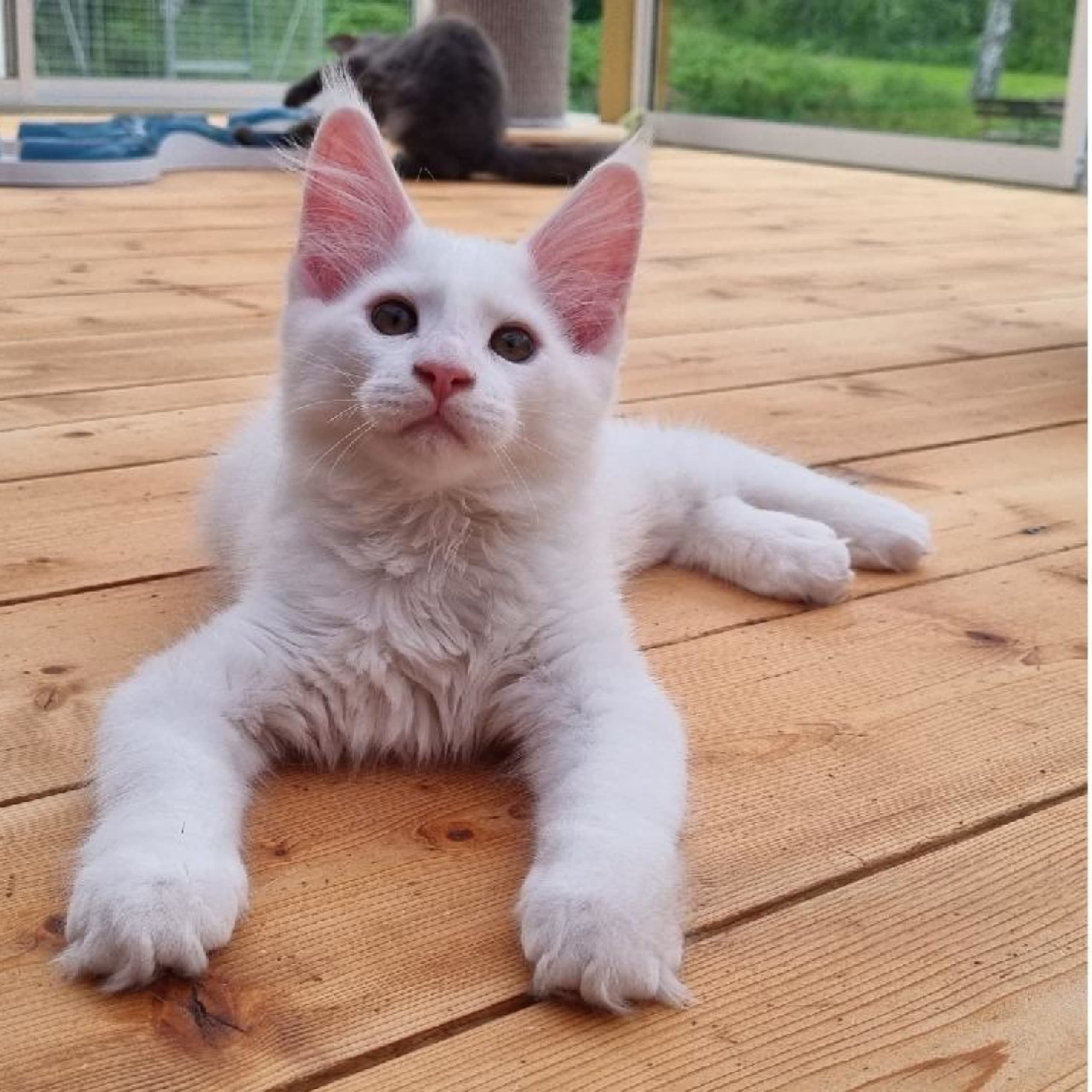 Maine Coon