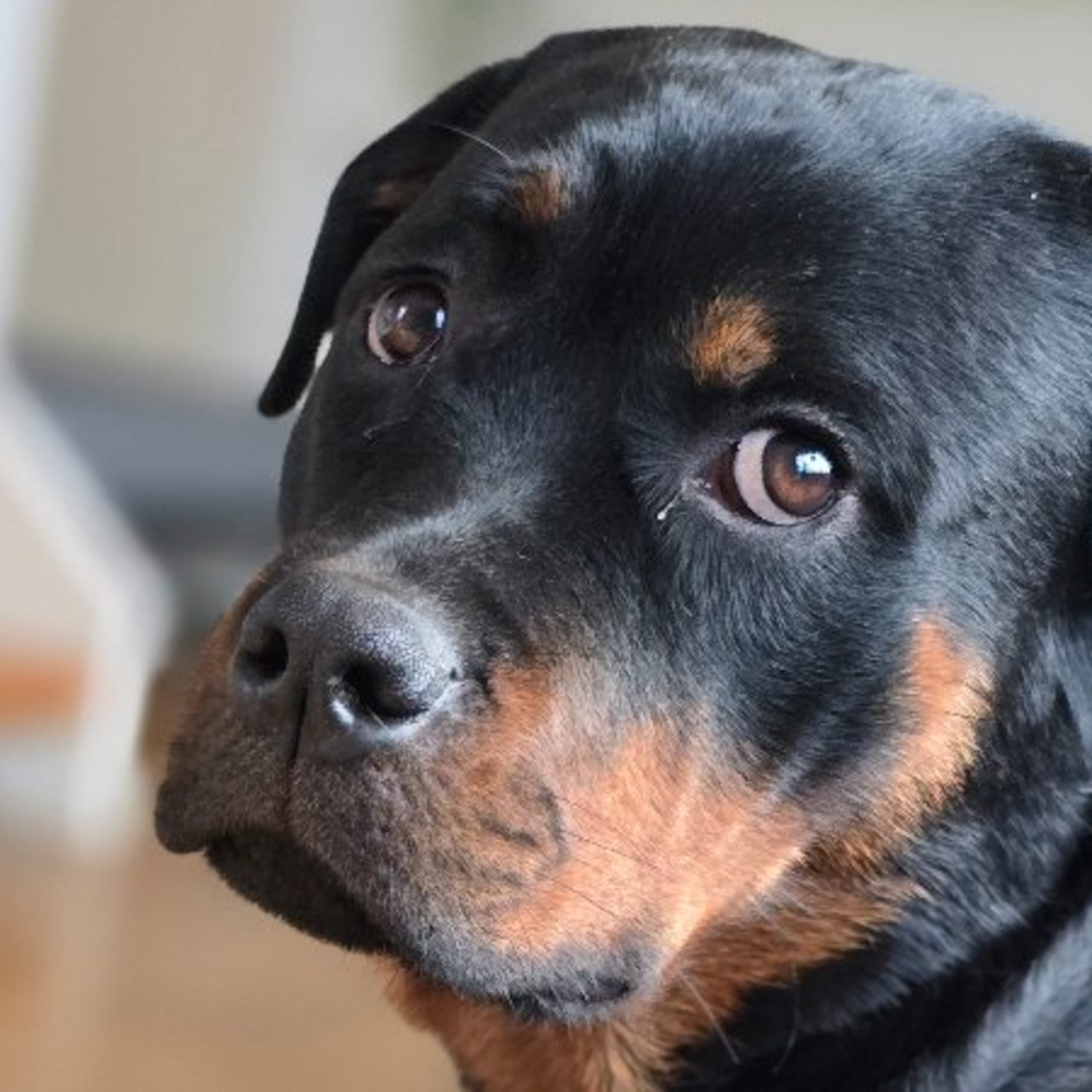 Rottweiler