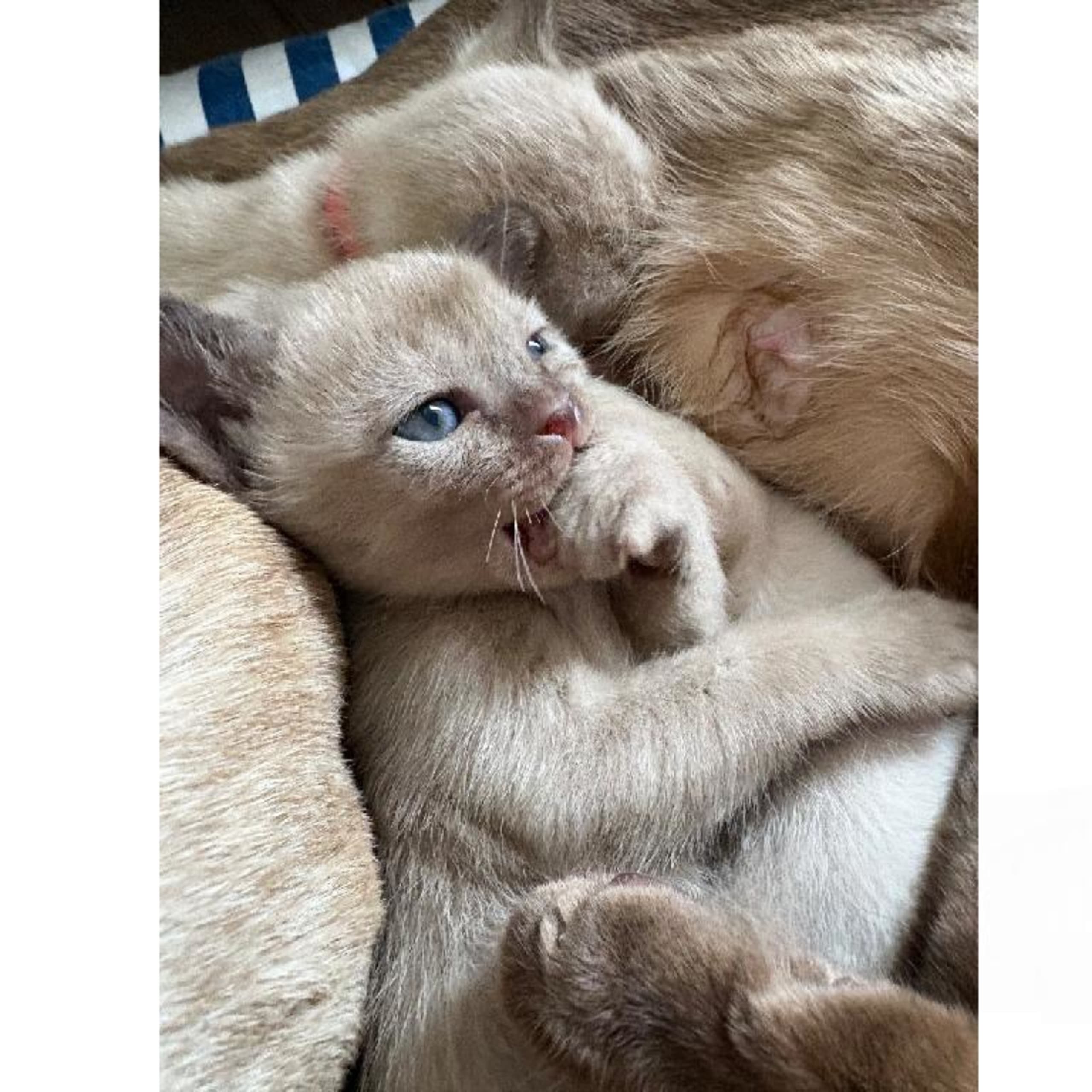 Burmese