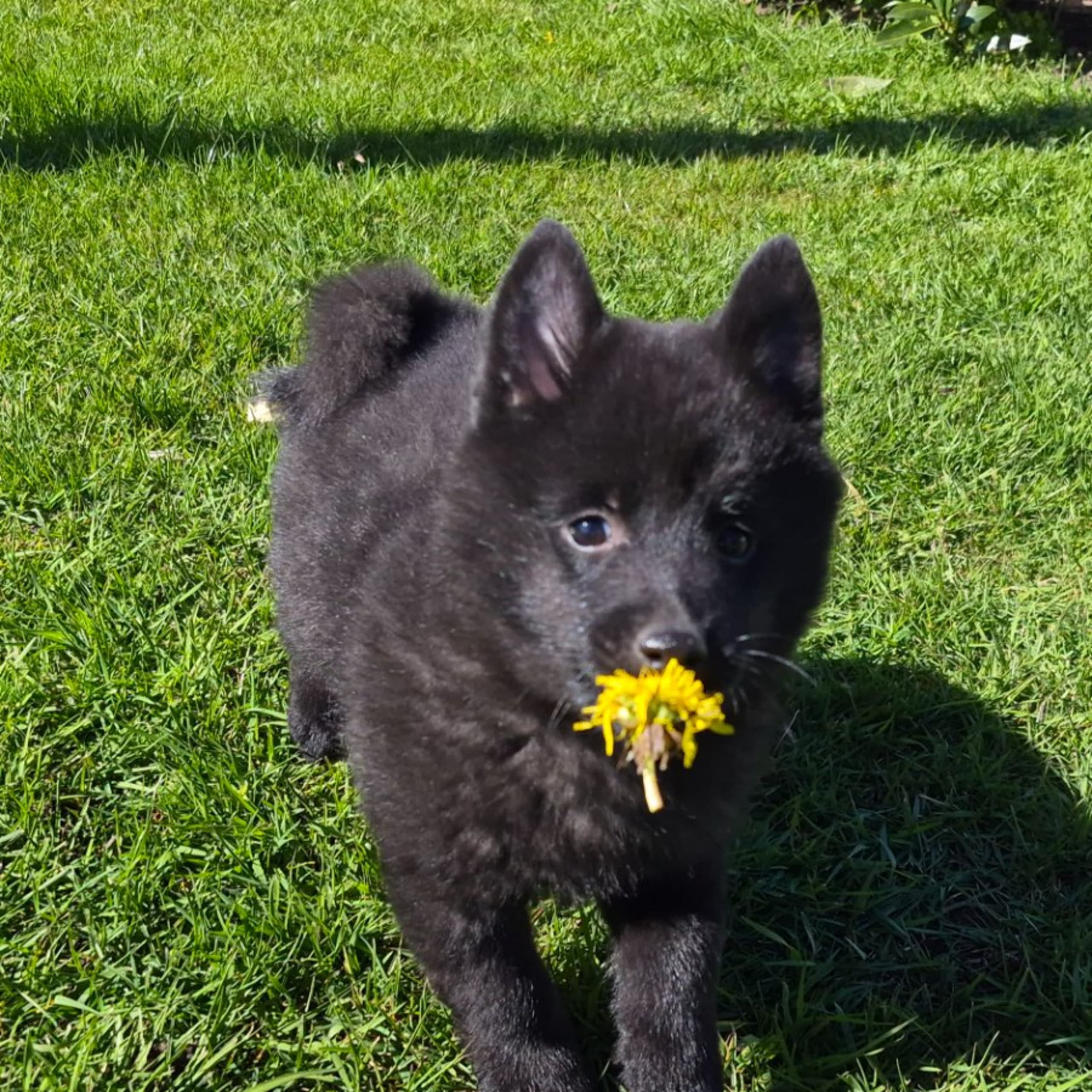 Schipperke