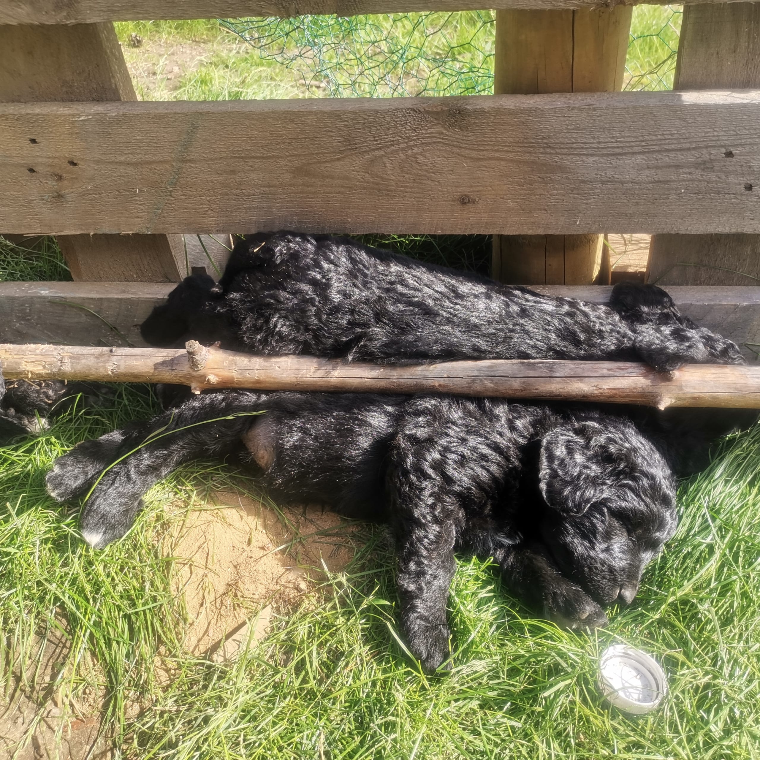 Bernerdoodle