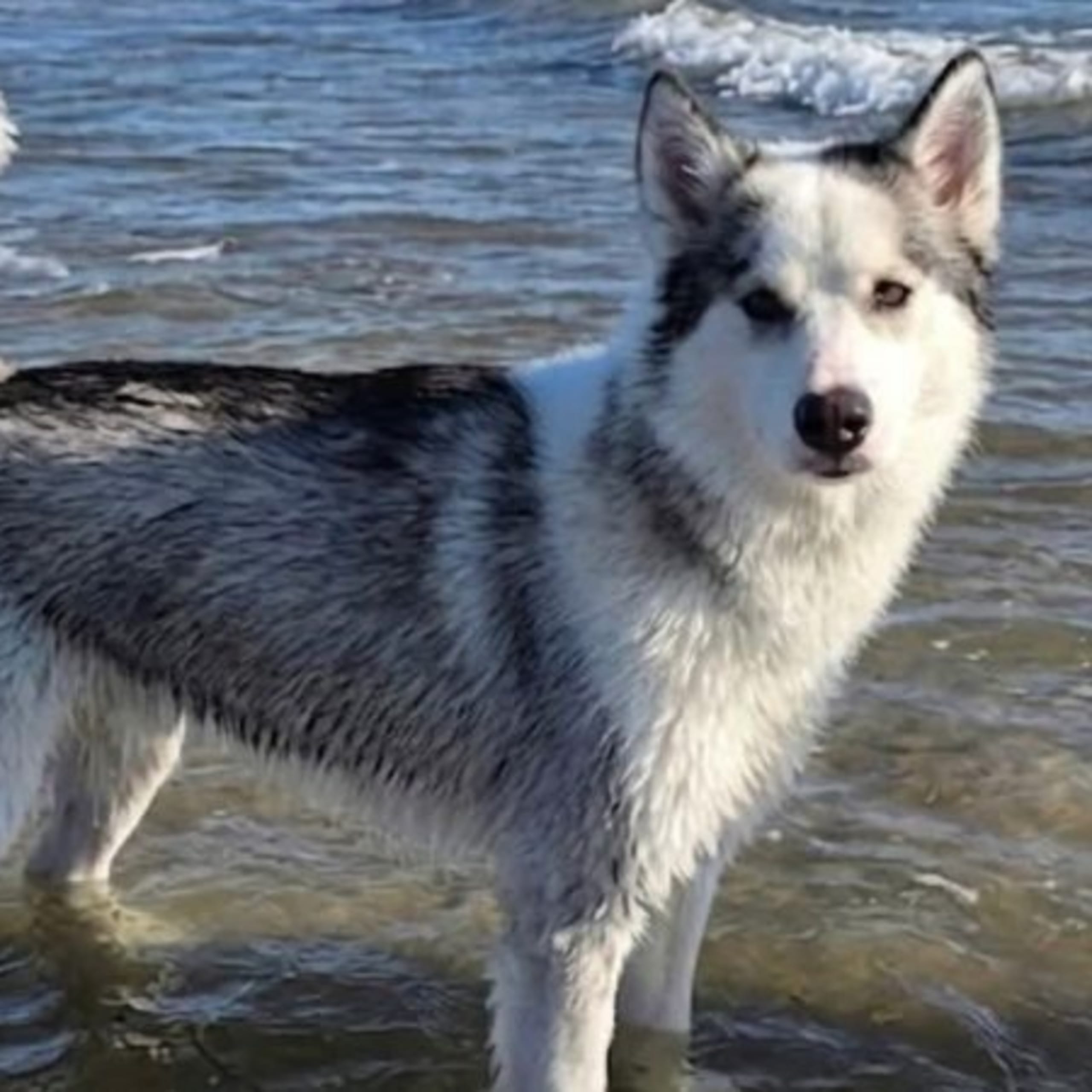 Alaskan malamute