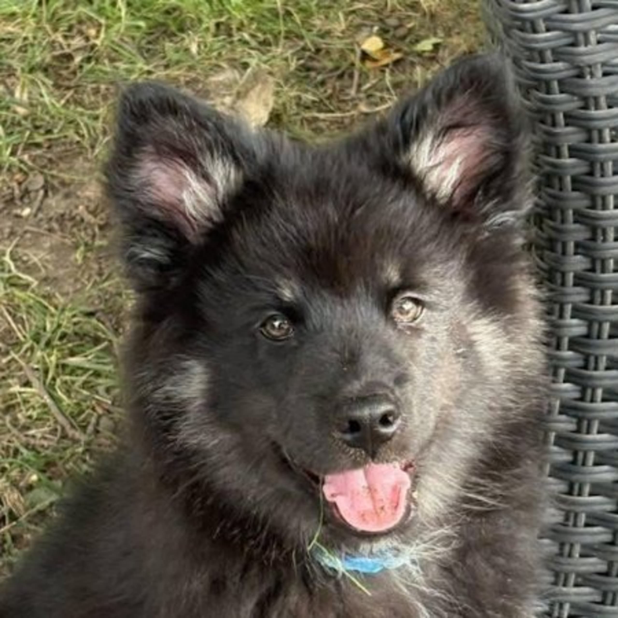 Finsk lapphund