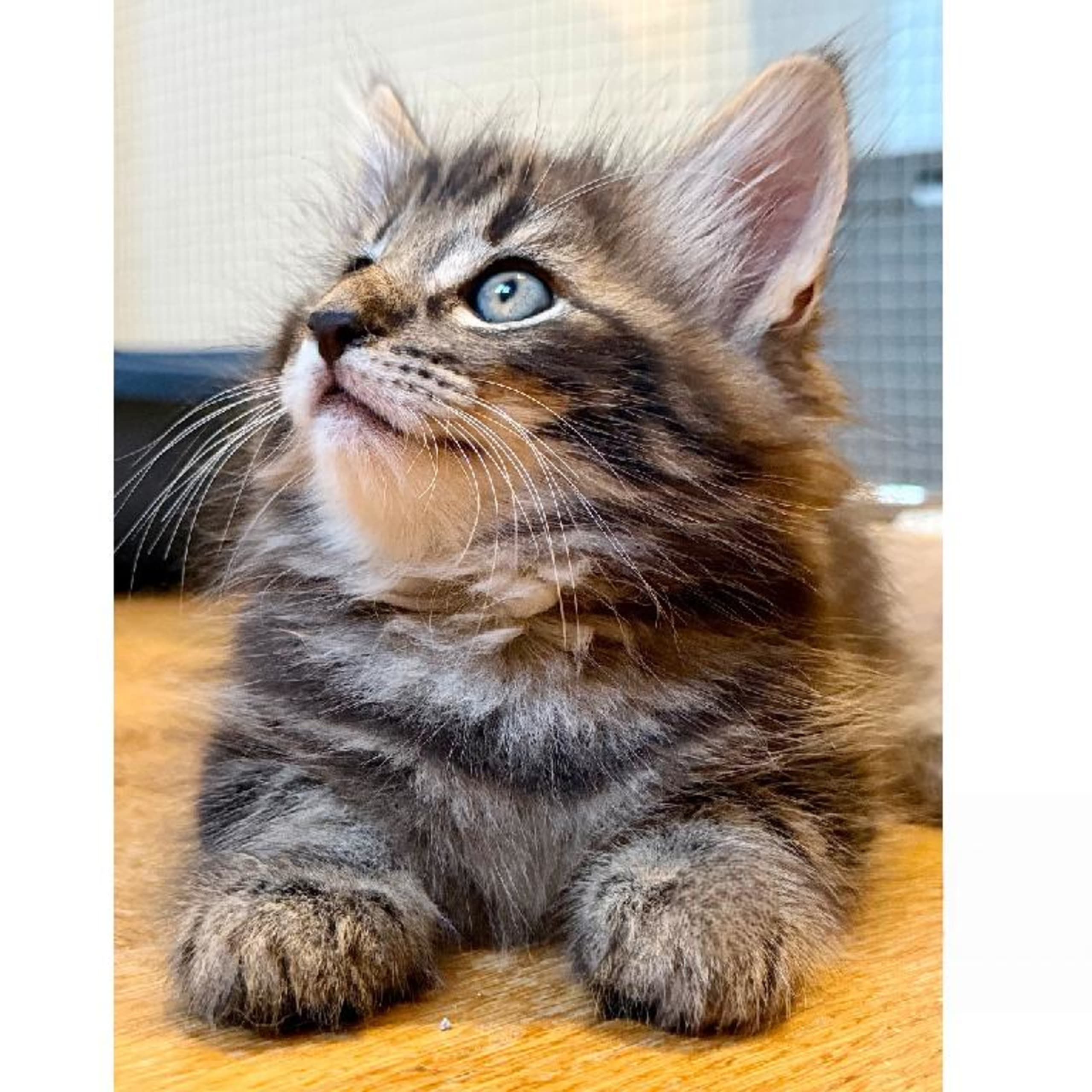Norsk skogkatt