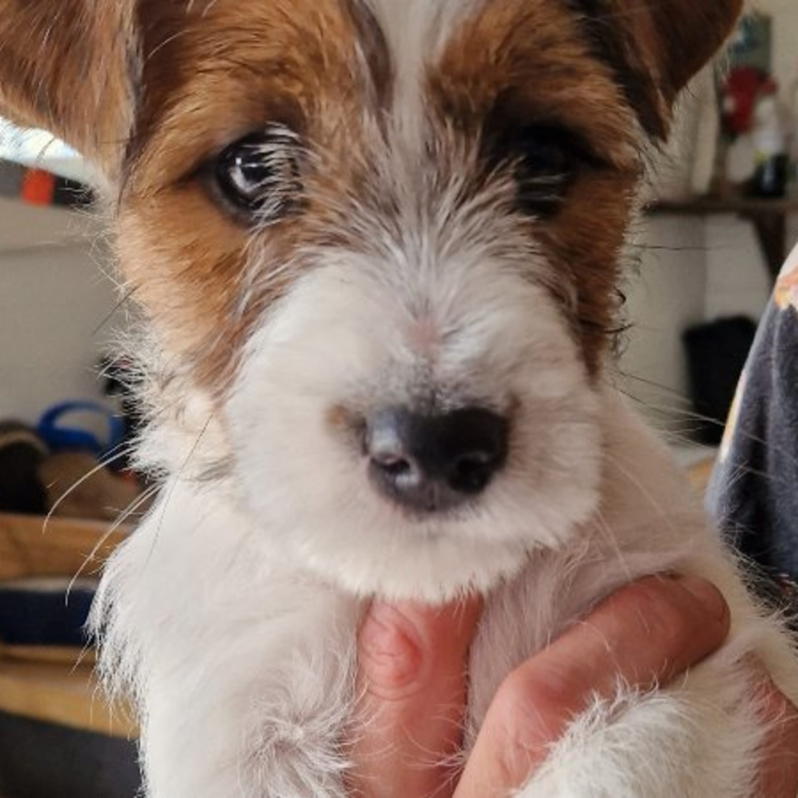 Jack russell terrier