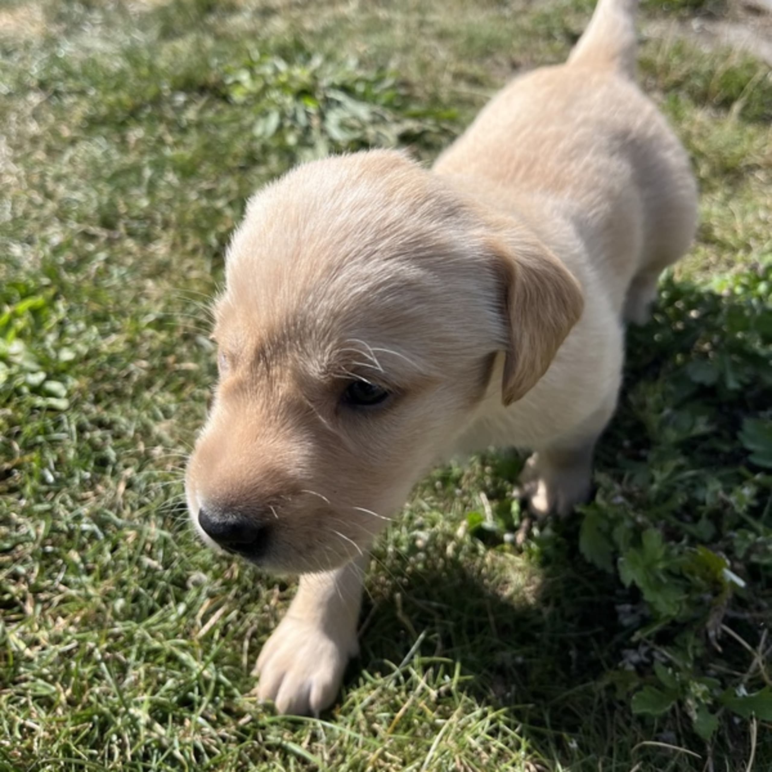 Labrador retriever