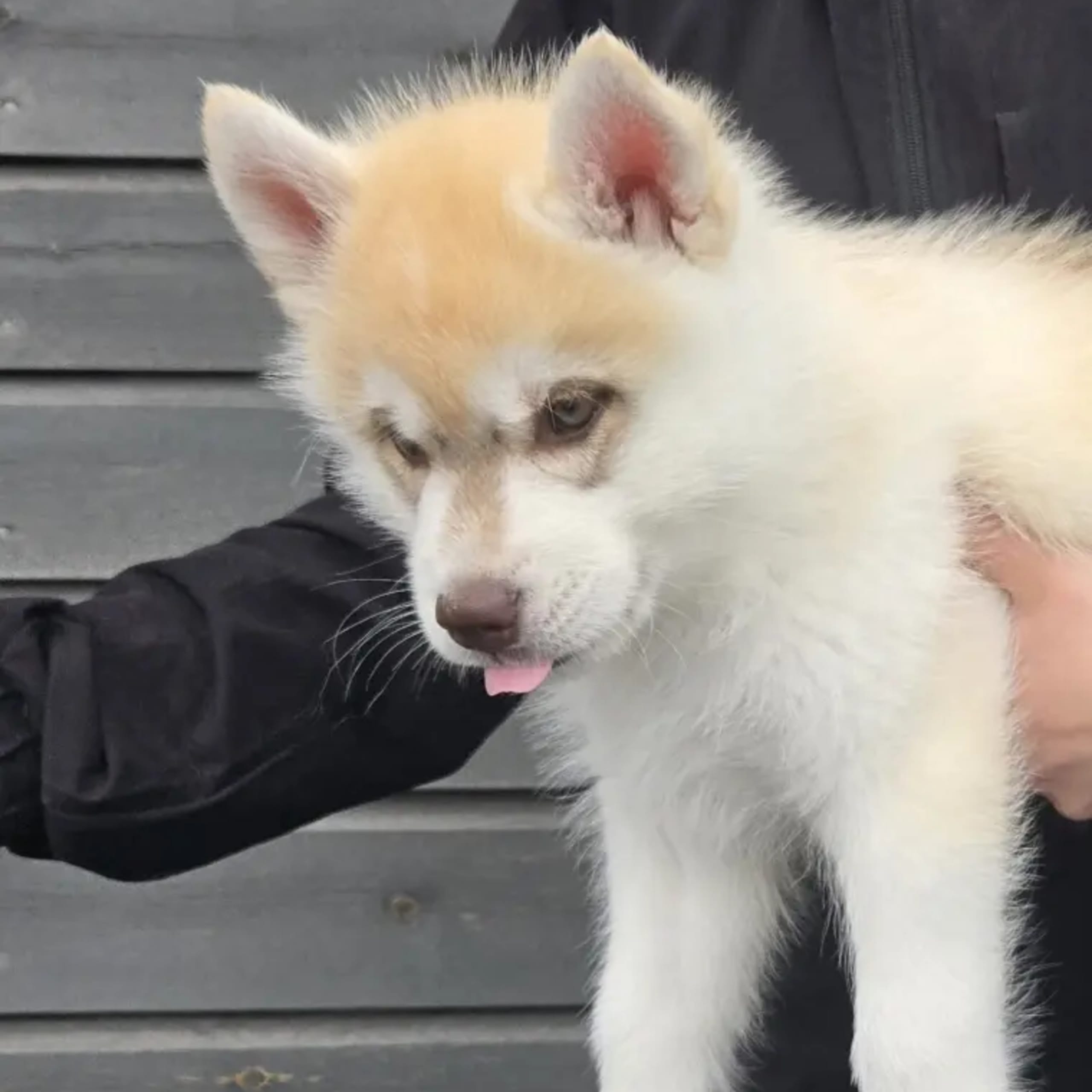 Siberian husky