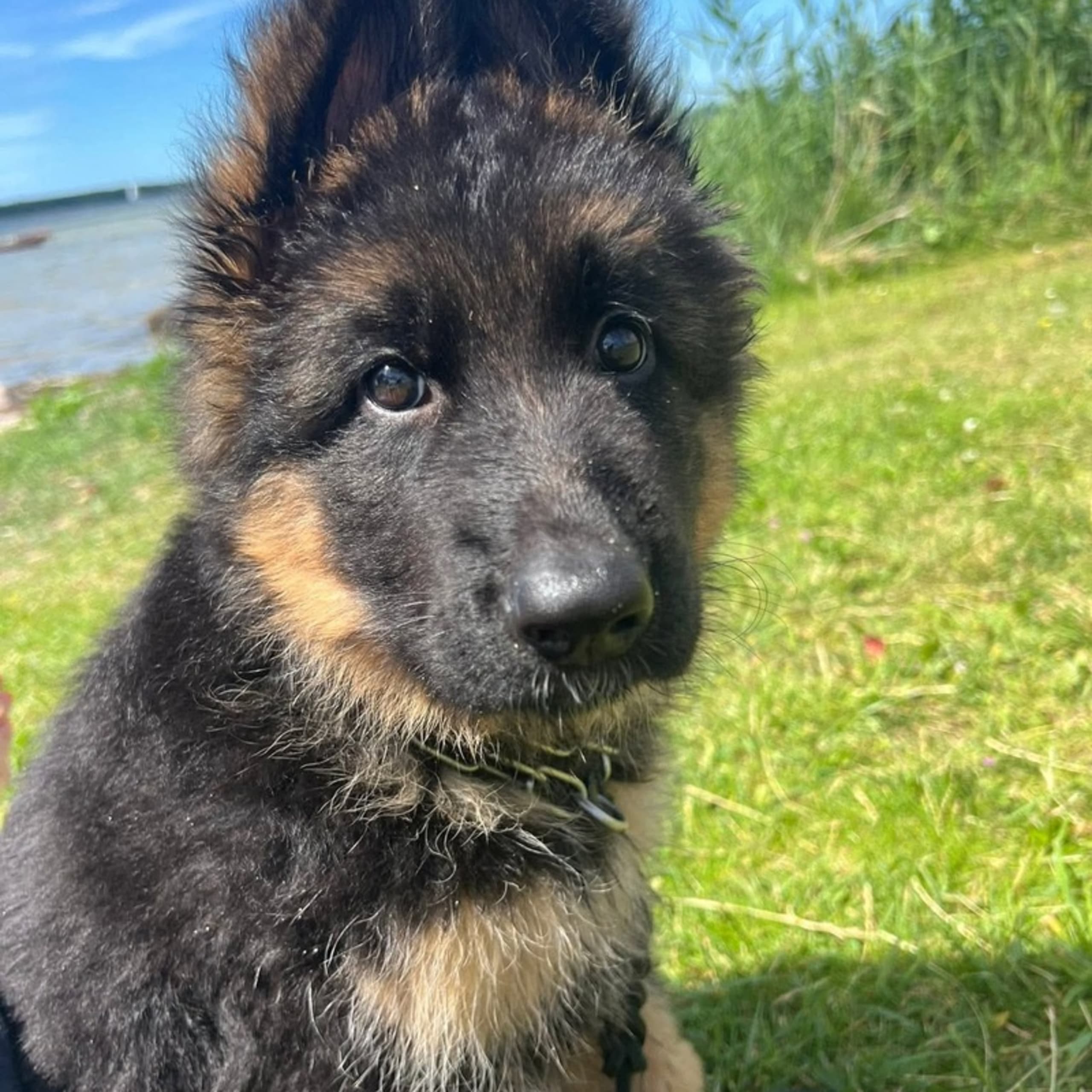 Tysk Schäferhund