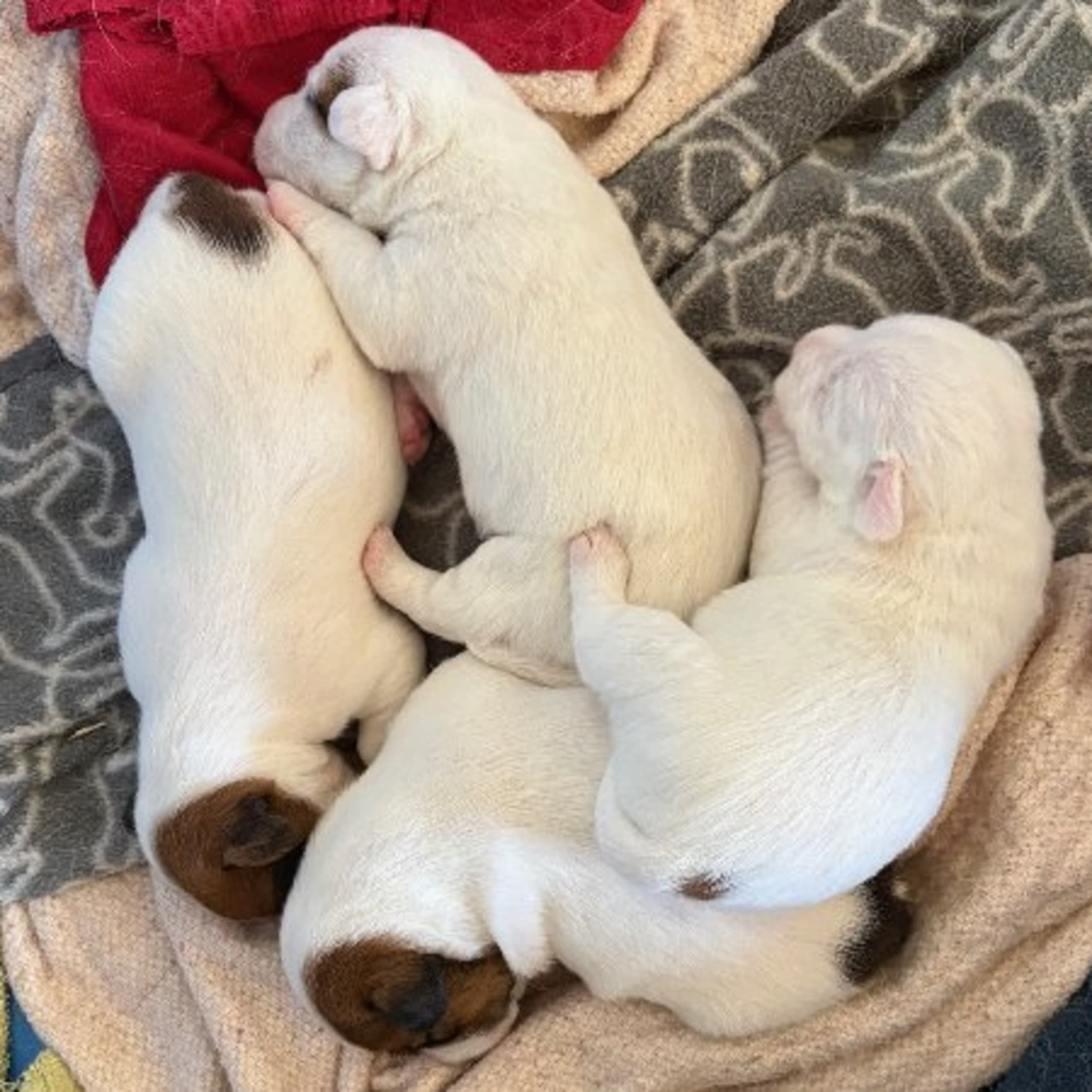 Jack russell terrier