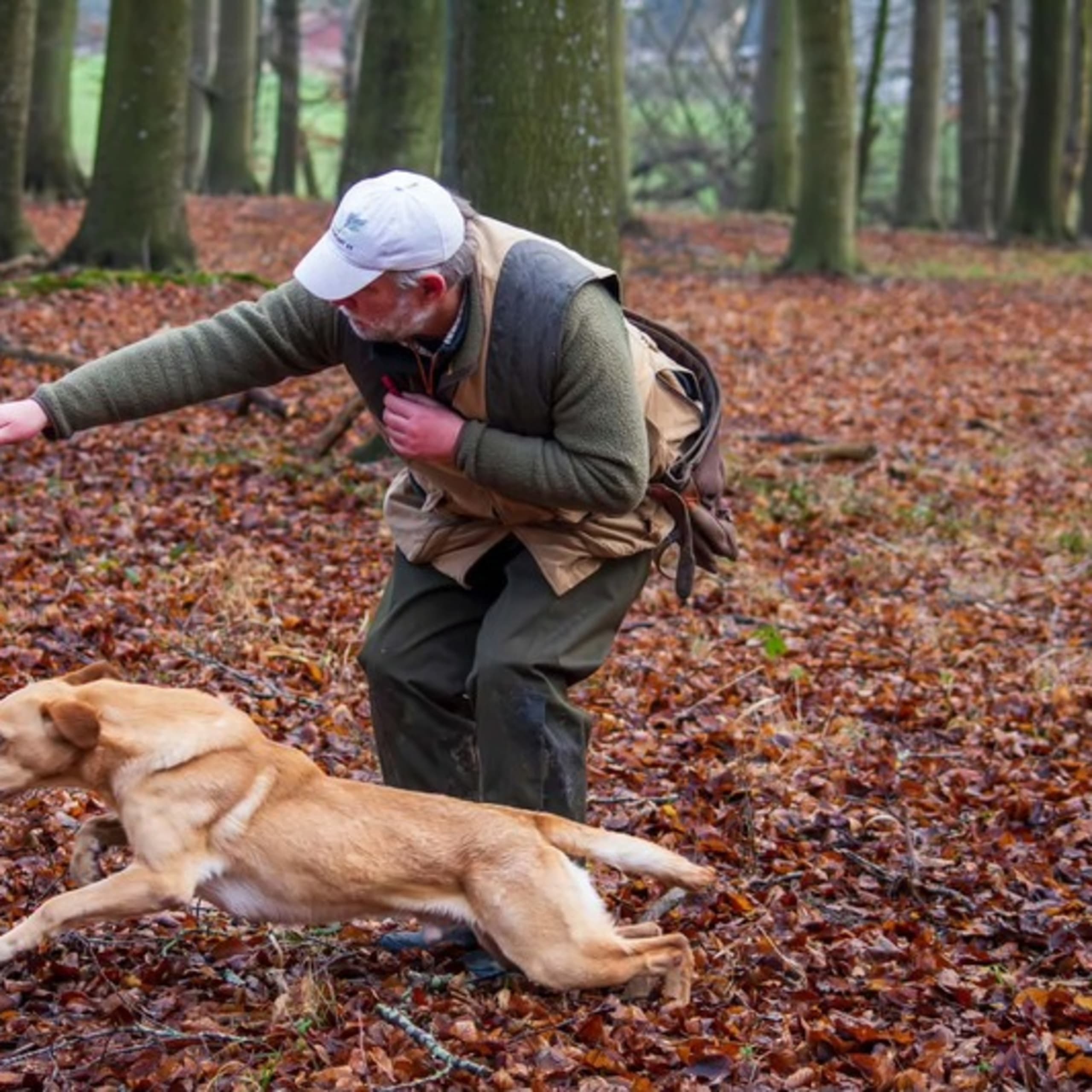 Lindholm Gundogs