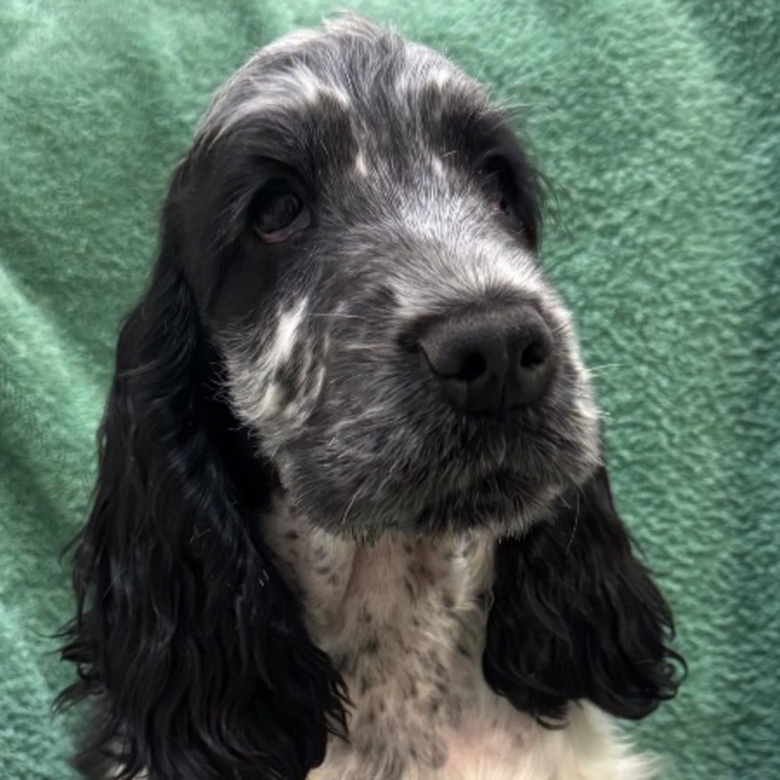 Cocker spaniel