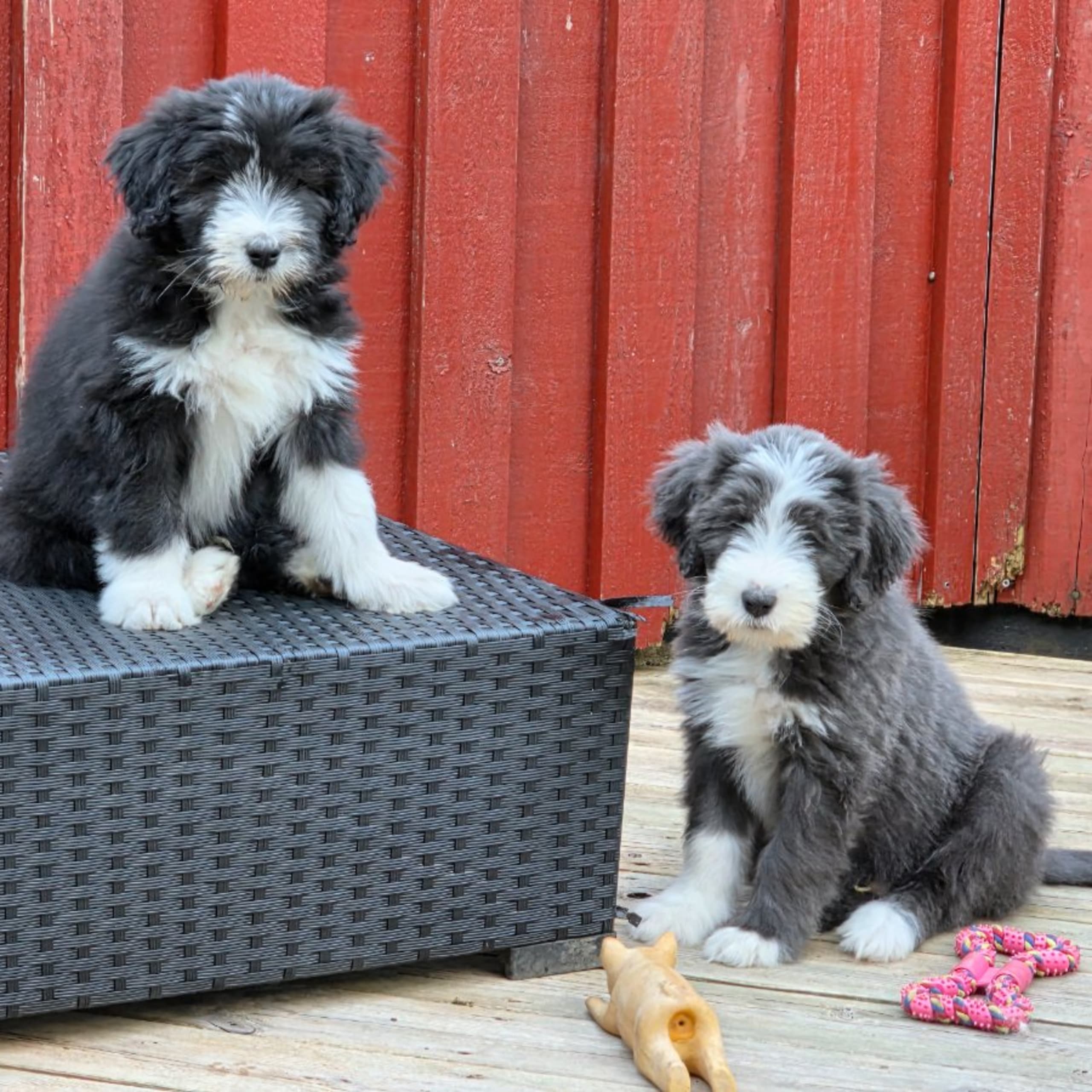 Bearded collie