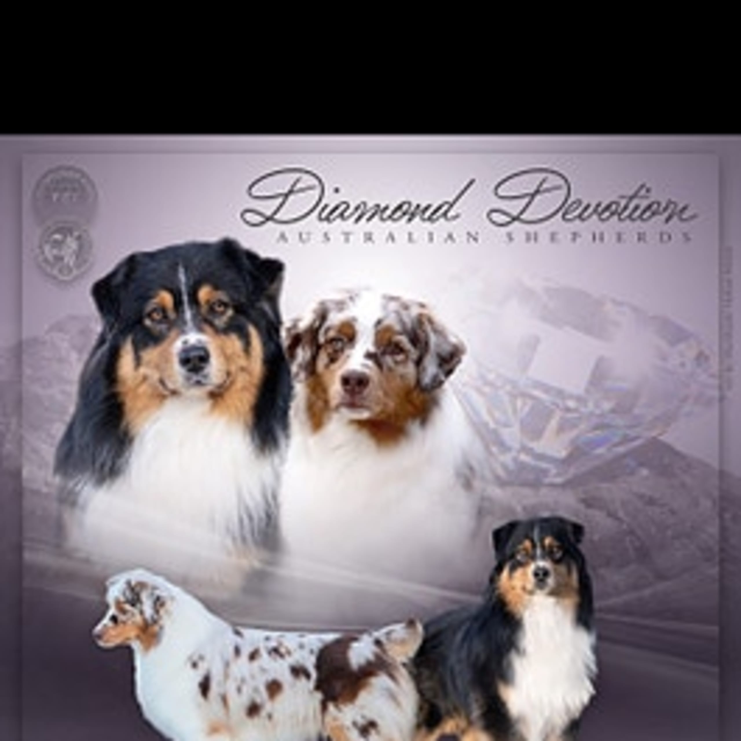 Australian shepherd