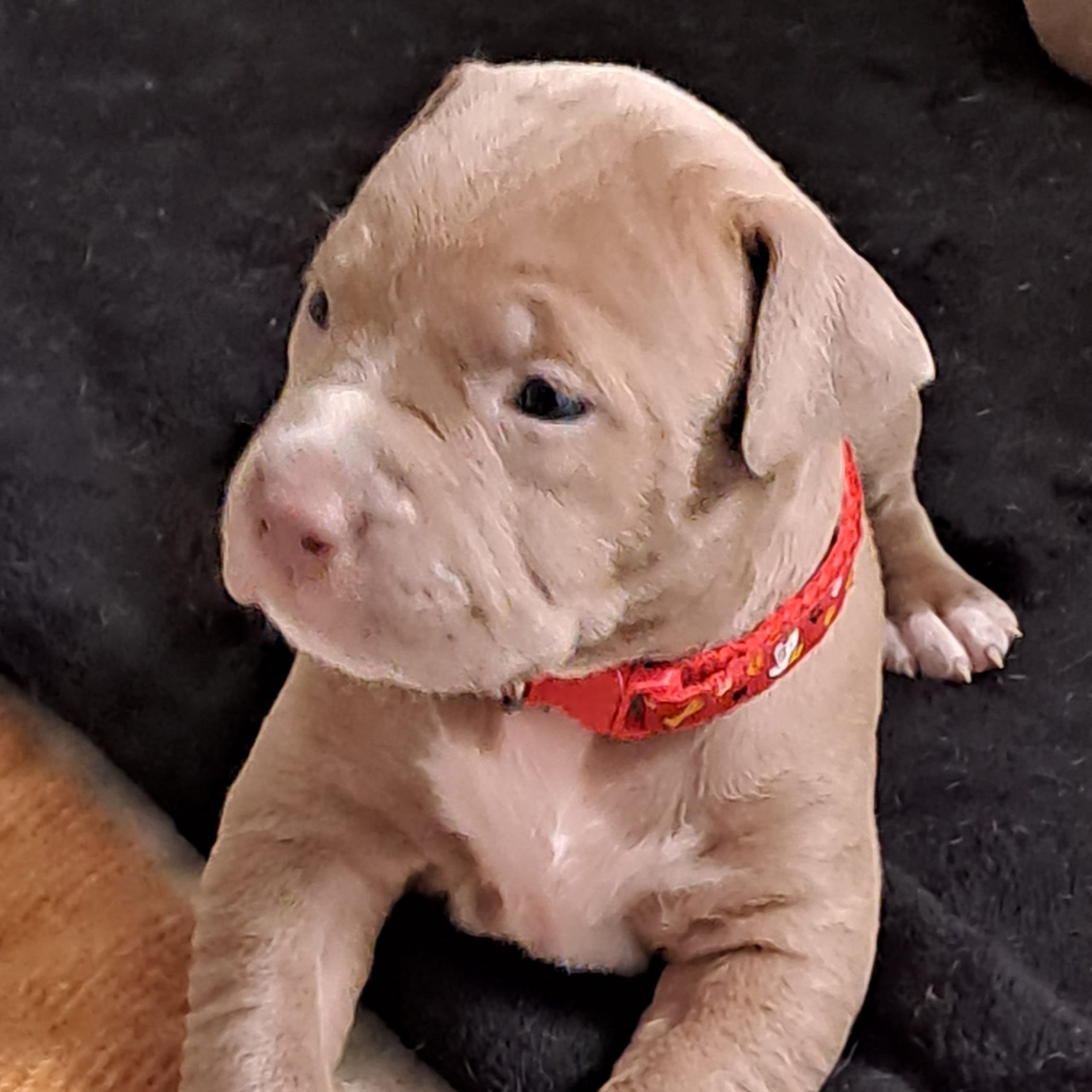 American bully