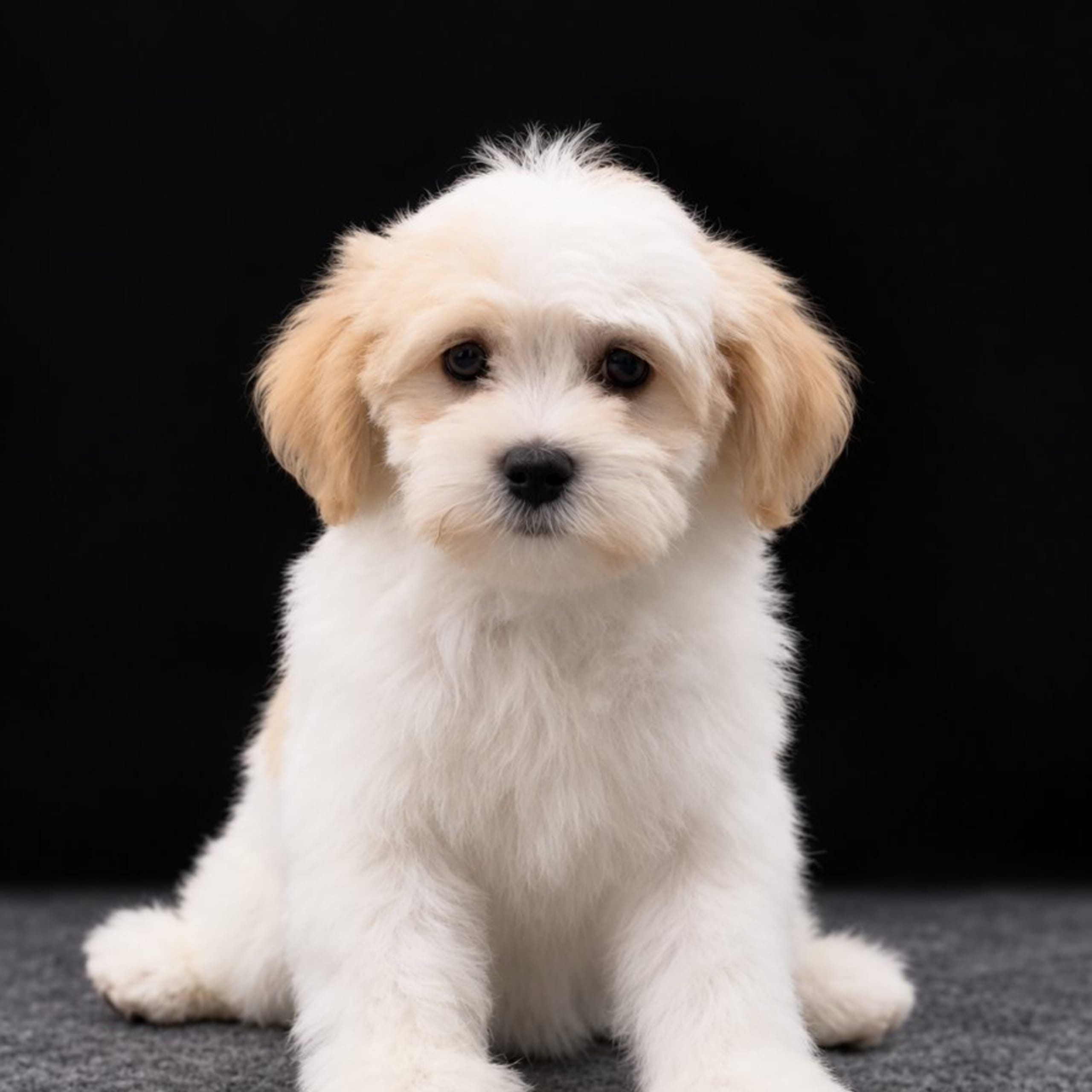 Bichon havanais