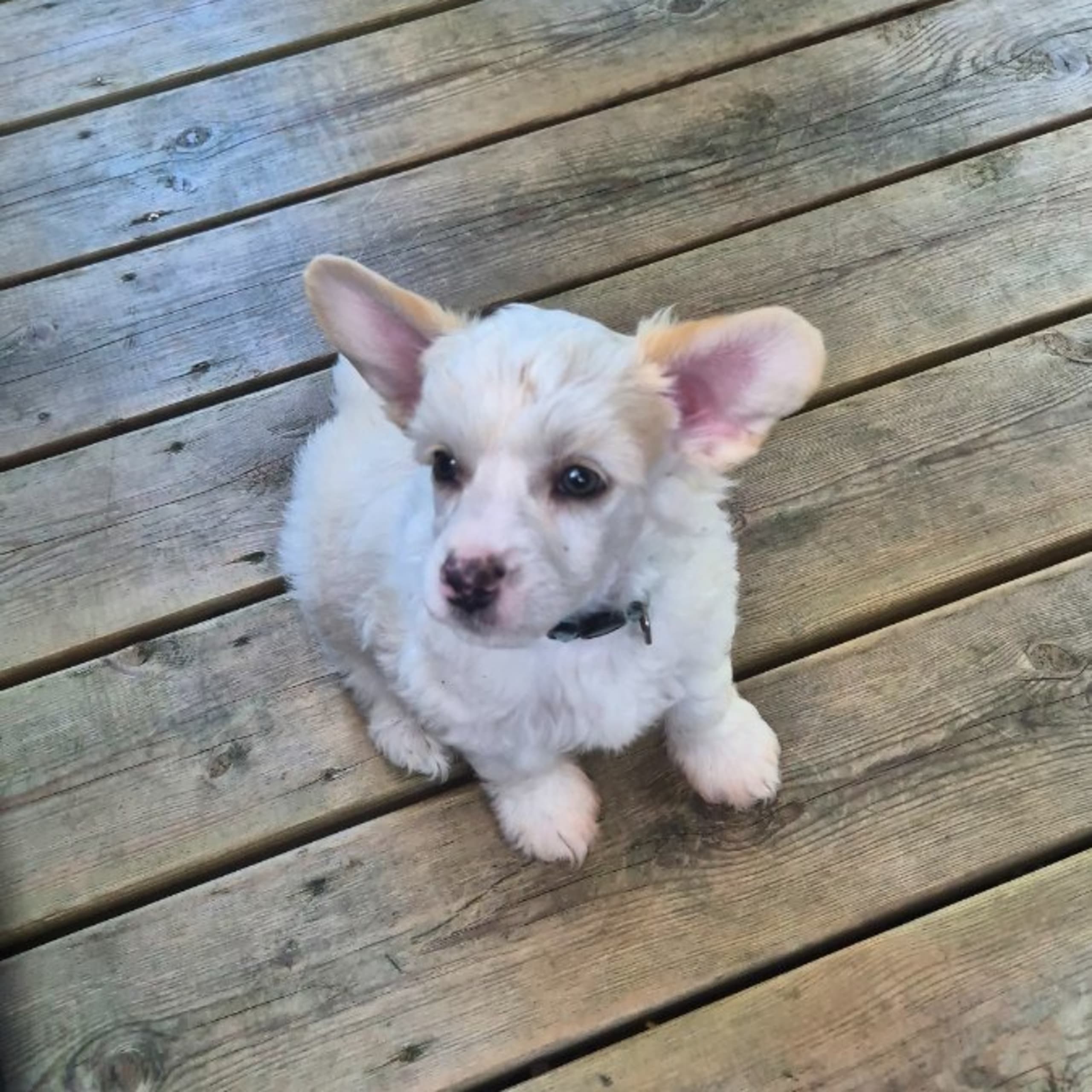 Chinese crested dog