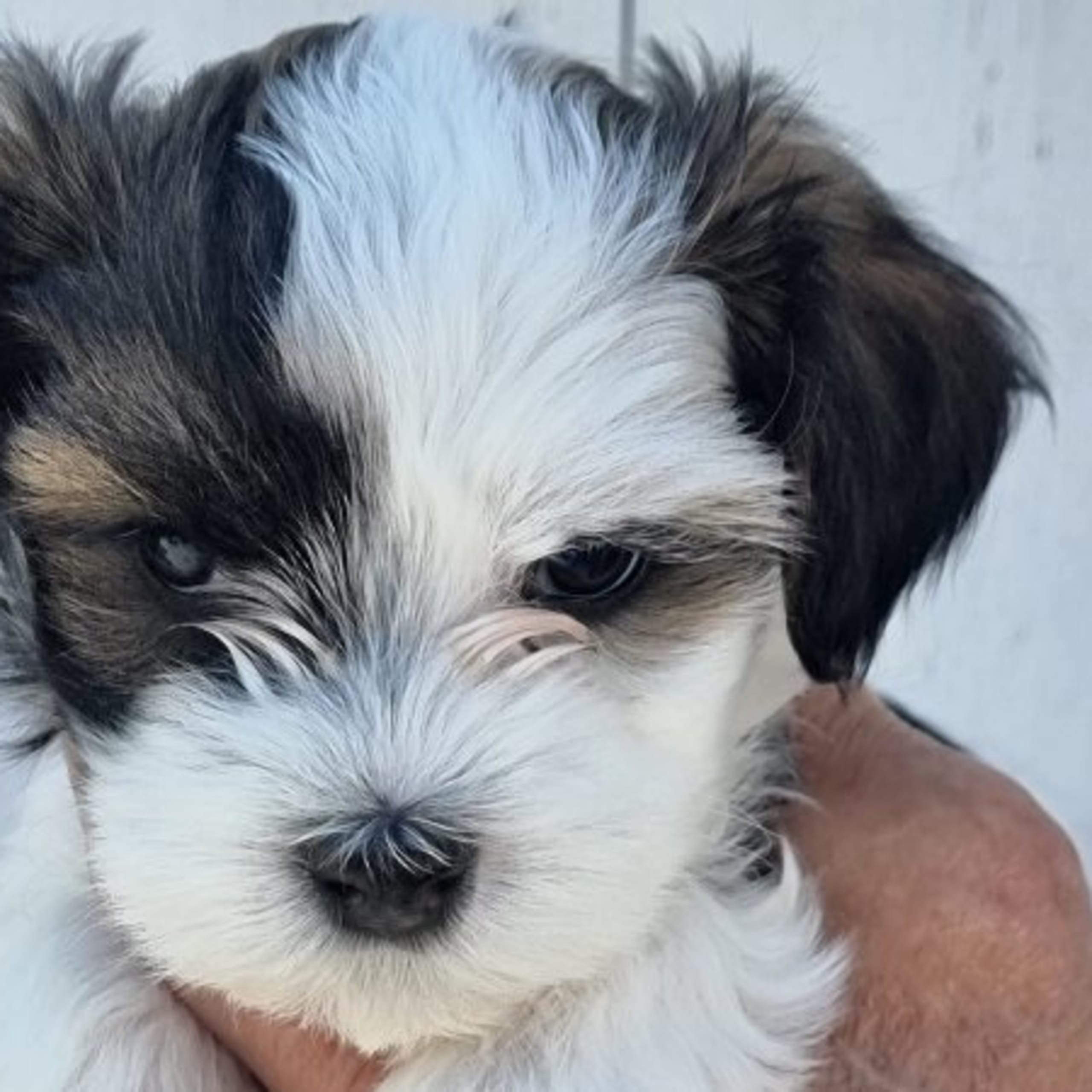 Bichon havanais
