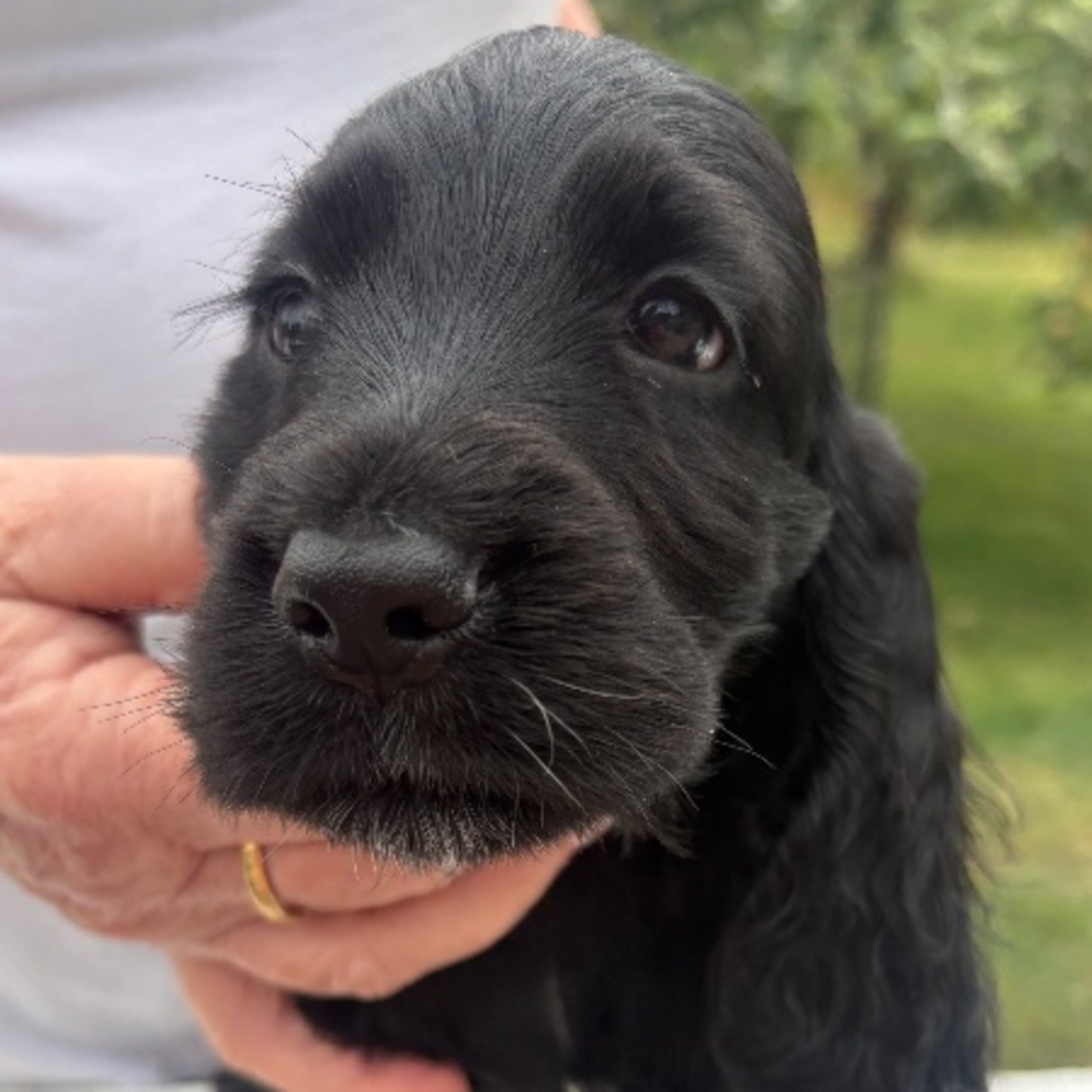 Cocker spaniel