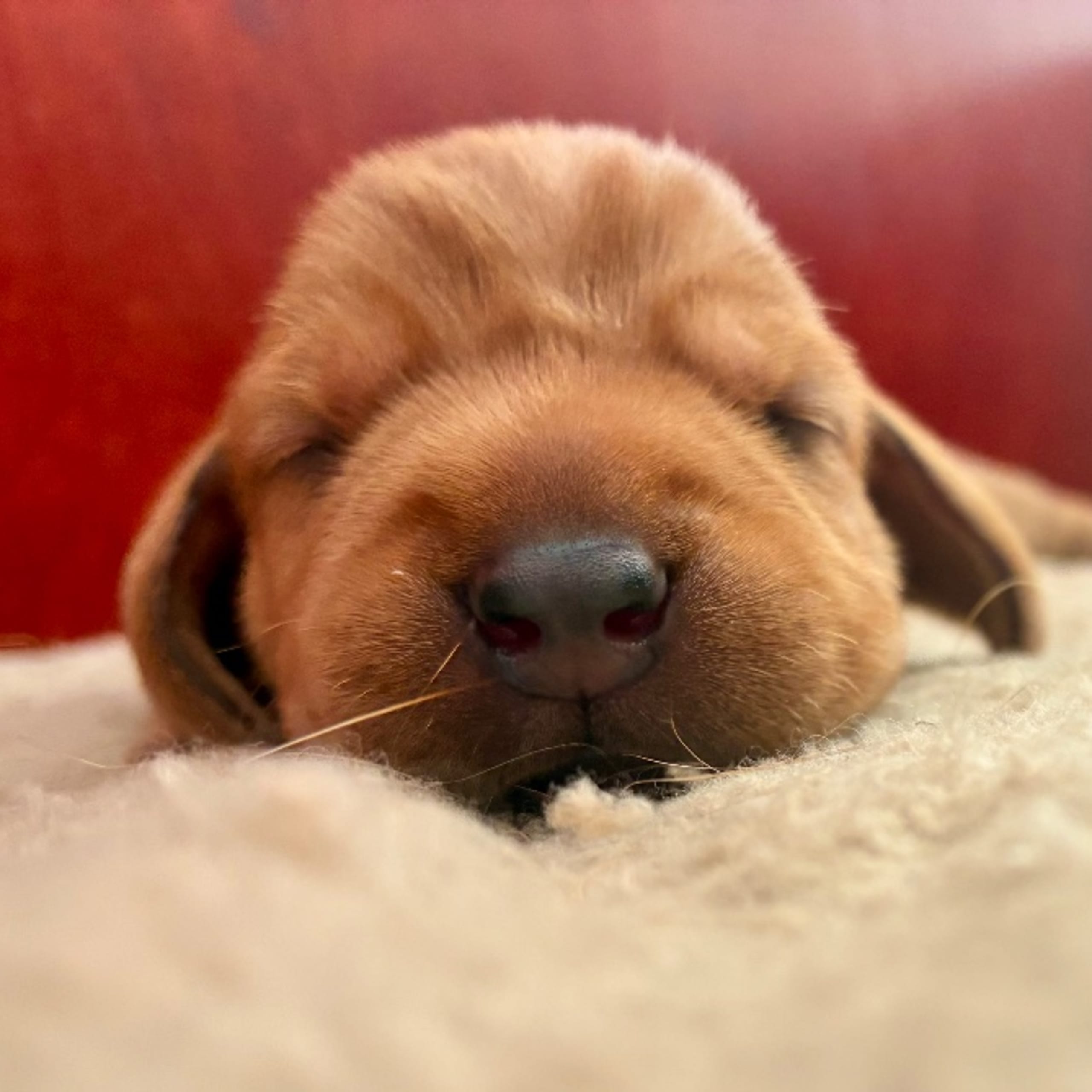 Basset fauve de Bretagne
