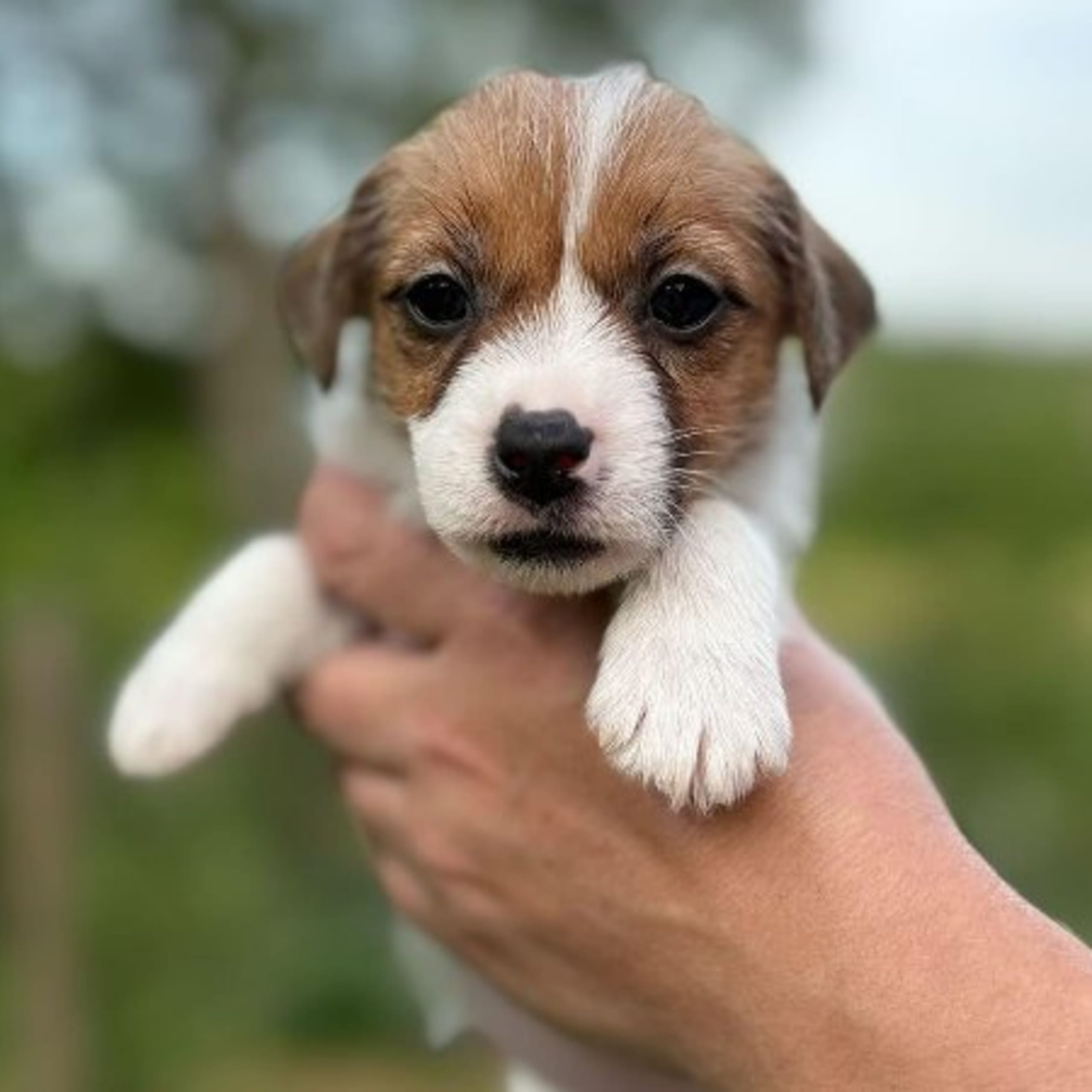 Jack russell terrier